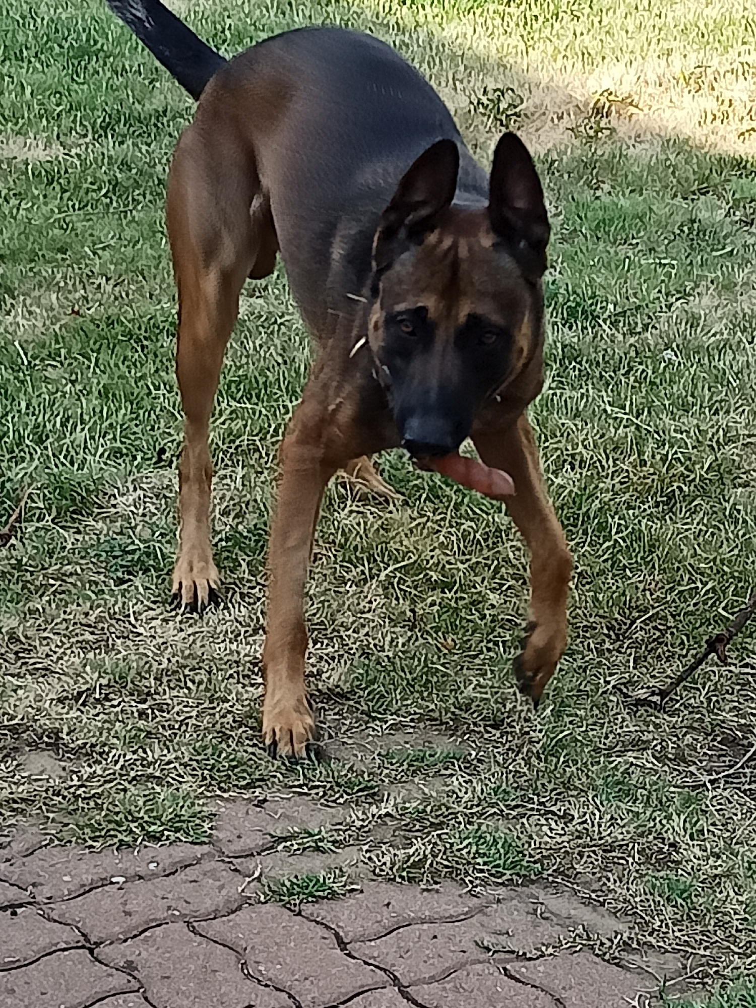 A Belgian Malinois dog is standing on grass and a brick pathway. The dog is looking towards the viewer and holding a piece of meat in its mouth. The dog is tan and black with pointed ears. The background is out of focus and appears to be a yard with green grass and some trees. The location is not specified as being in Amarillo, United States of America.