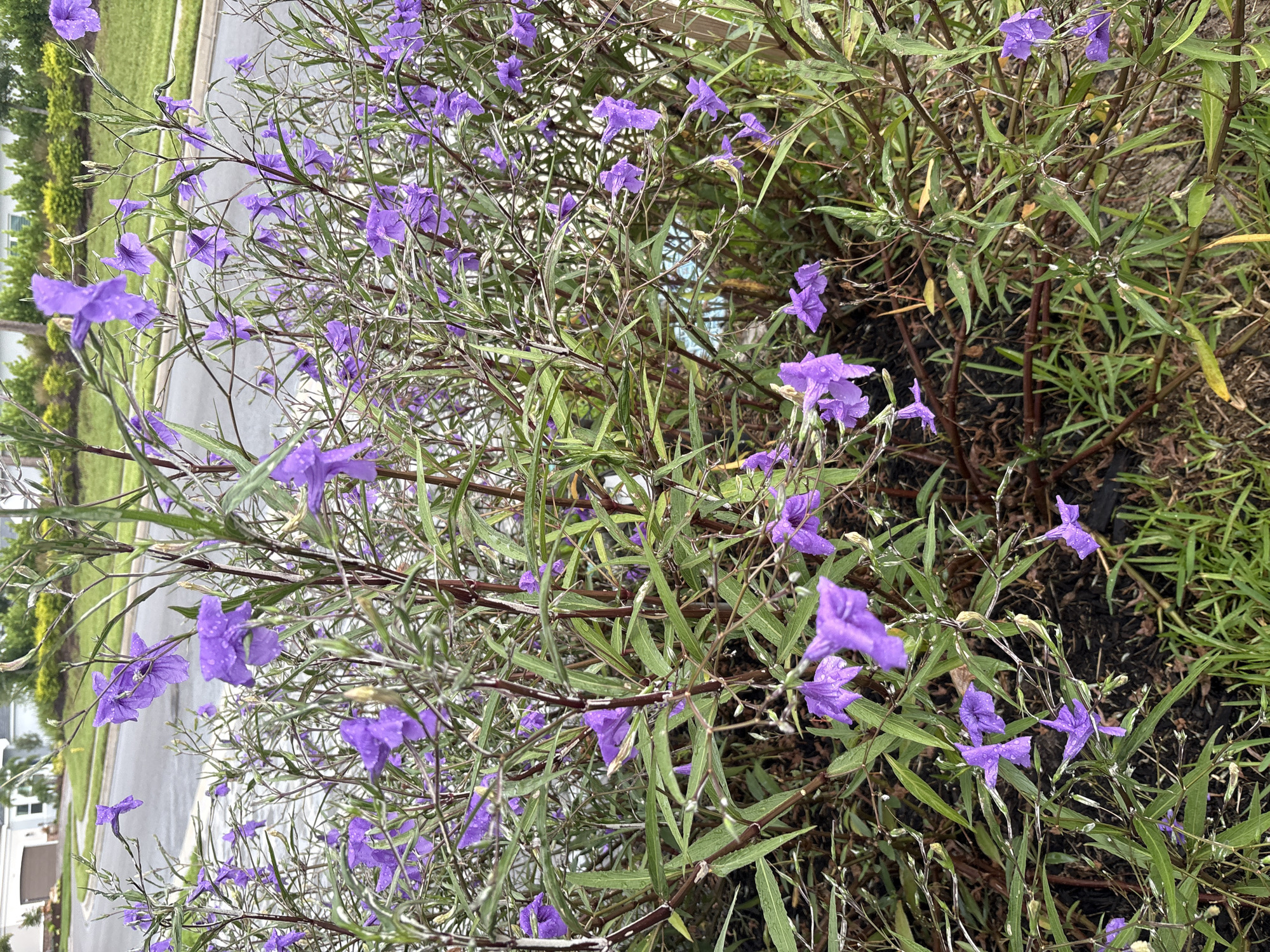 This is a vertical, eye-level, full shot of a dense patch of Mexican Petunias with small, vibrant purple flowers and slender, green leaves. The flowers have delicate, almost trumpet-shaped petals, and many of them are dotted with small water droplets, suggesting recent rain. The stems are a deep reddish-brown. The foliage is lush, and the plants are growing in a wild, unkempt manner. In the background, a paved road curves to the left, bordered by a manicured green lawn and a row of trimmed green hedges. Behind the hedges, a few residential houses with light-colored siding and brown roofs are visible under a cloudy sky. The scene appears to be a roadside planting in a suburban neighborhood.