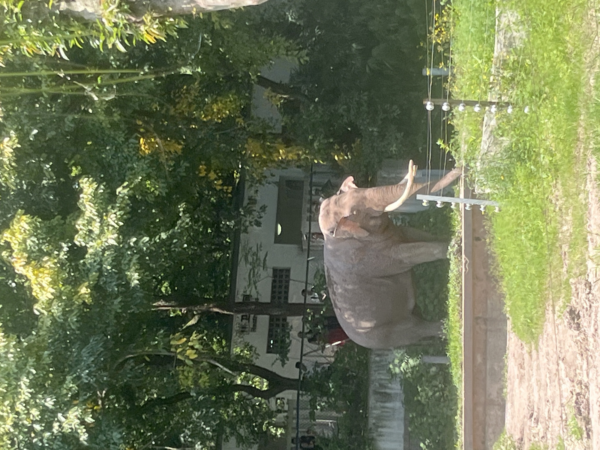 The image shows an elephant at a zoo in Jiulongpo District, China. The elephant is standing next to a fence with electrical wires and insulators. Behind the elephant are trees and a building. People can be seen in the background.