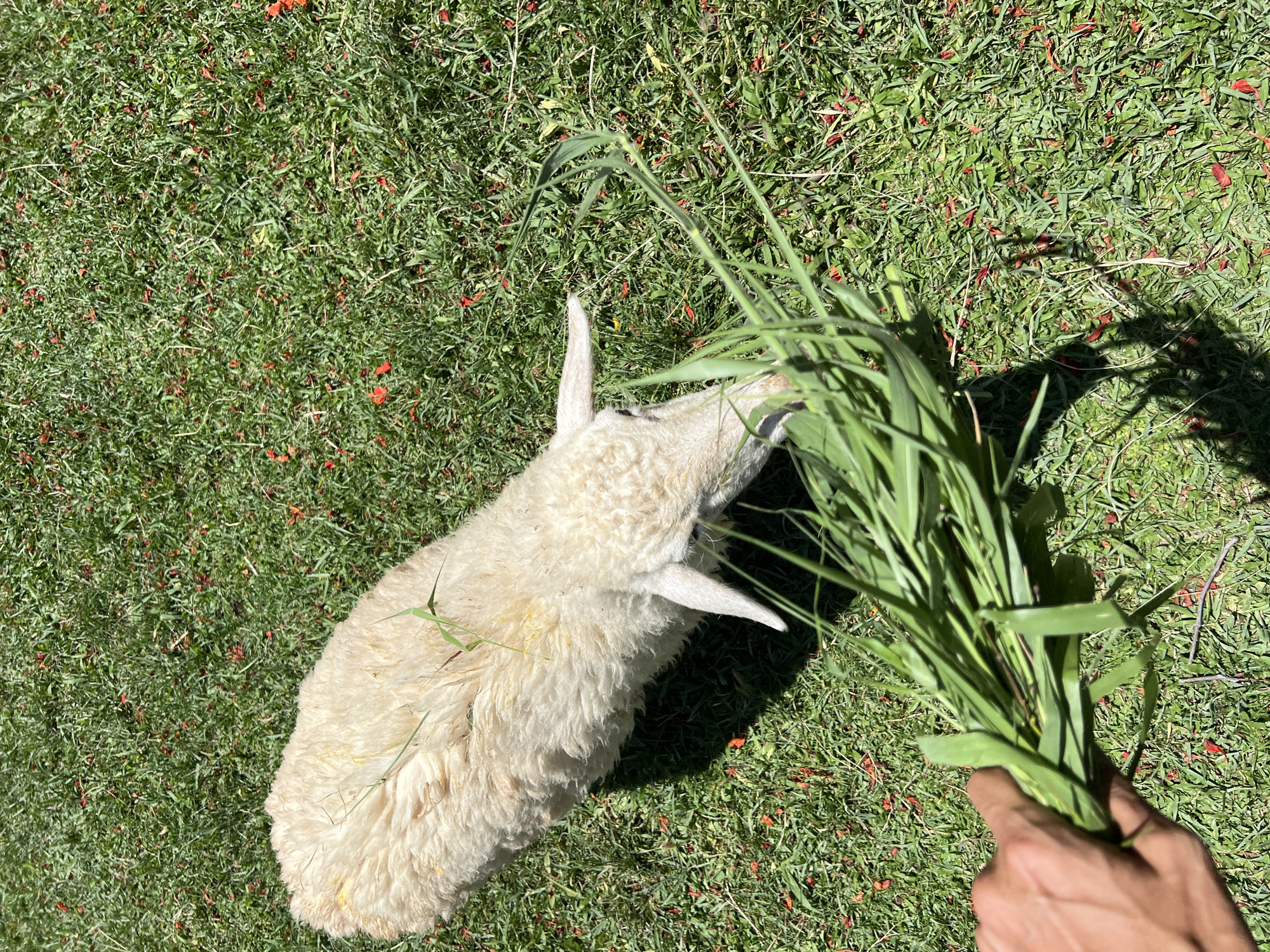 A high-angle, outdoor shot depicts a light-colored, woolly sheep being fed a bundle of green grass by a human hand, set against a background of vibrant green grass speckled with small, reddish-orange debris. The sheep, positioned in the upper center, has its head lowered, actively consuming the grass held by a person's hand visible in the lower-left. The sheep's dense, off-white wool shows some minor yellowish discoloration. Distinct shadows cast by the sheep and the grass bundle indicate bright sunlight. The ground is uniformly covered in short, verdant grass, interspersed with numerous small, fallen reddish-orange plant fragments. The scene is located in Cong Hai, Vietnam.