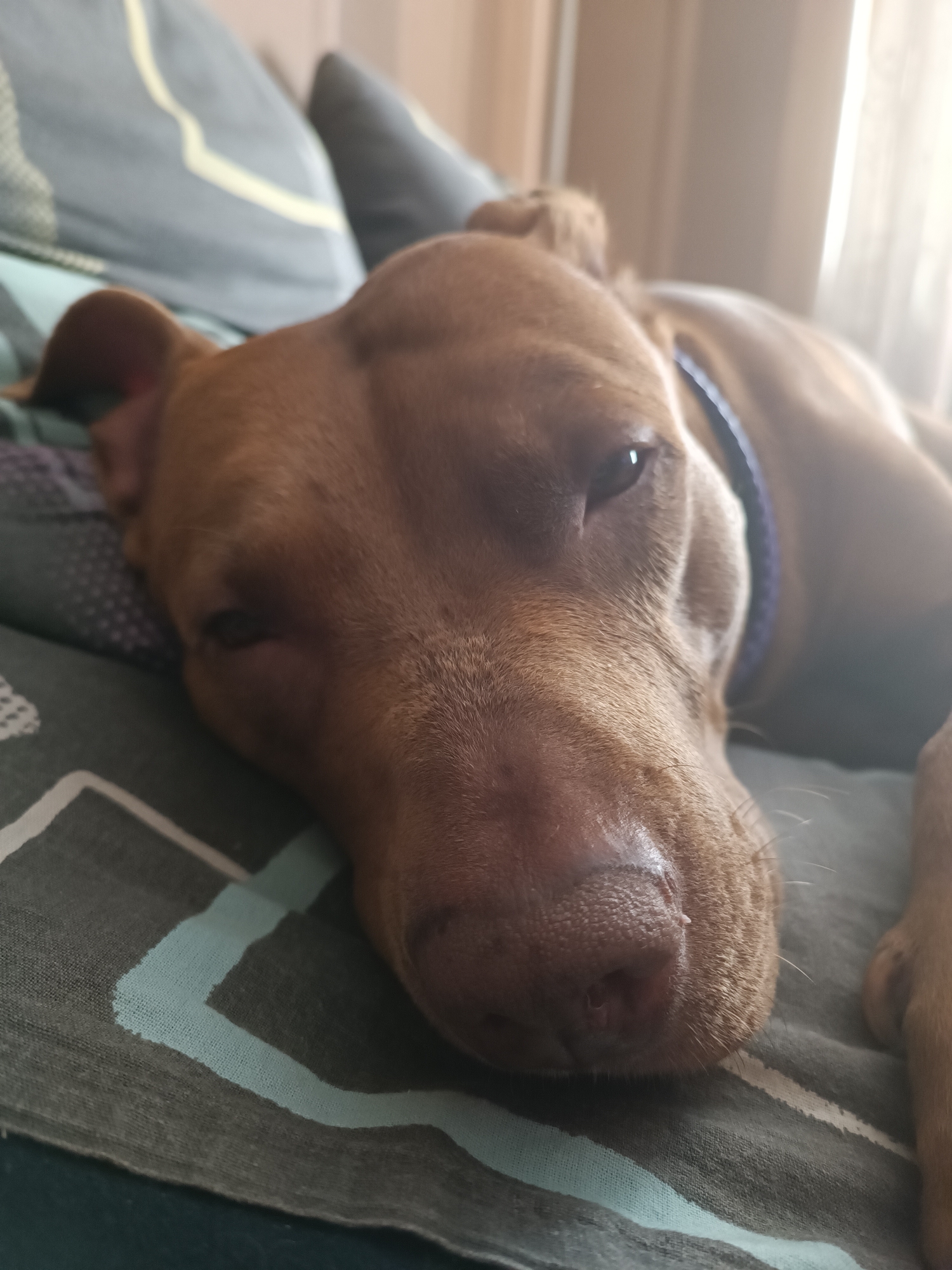 A close-up, shallow depth of field shot captures a brown dog lying on a patterned surface. The dog's head is at an angle, with its eyes partially closed. Its fur is short and appears to be a reddish-brown color. A portion of its blue collar is visible. The dog is resting on a surface with a repeating geometric pattern in shades of dark gray, light gray, and a pale blue-green. The background is softly blurred, with hints of light and fabric suggesting an indoor setting. The image was taken in Zaporizhzhia, Ukraine.