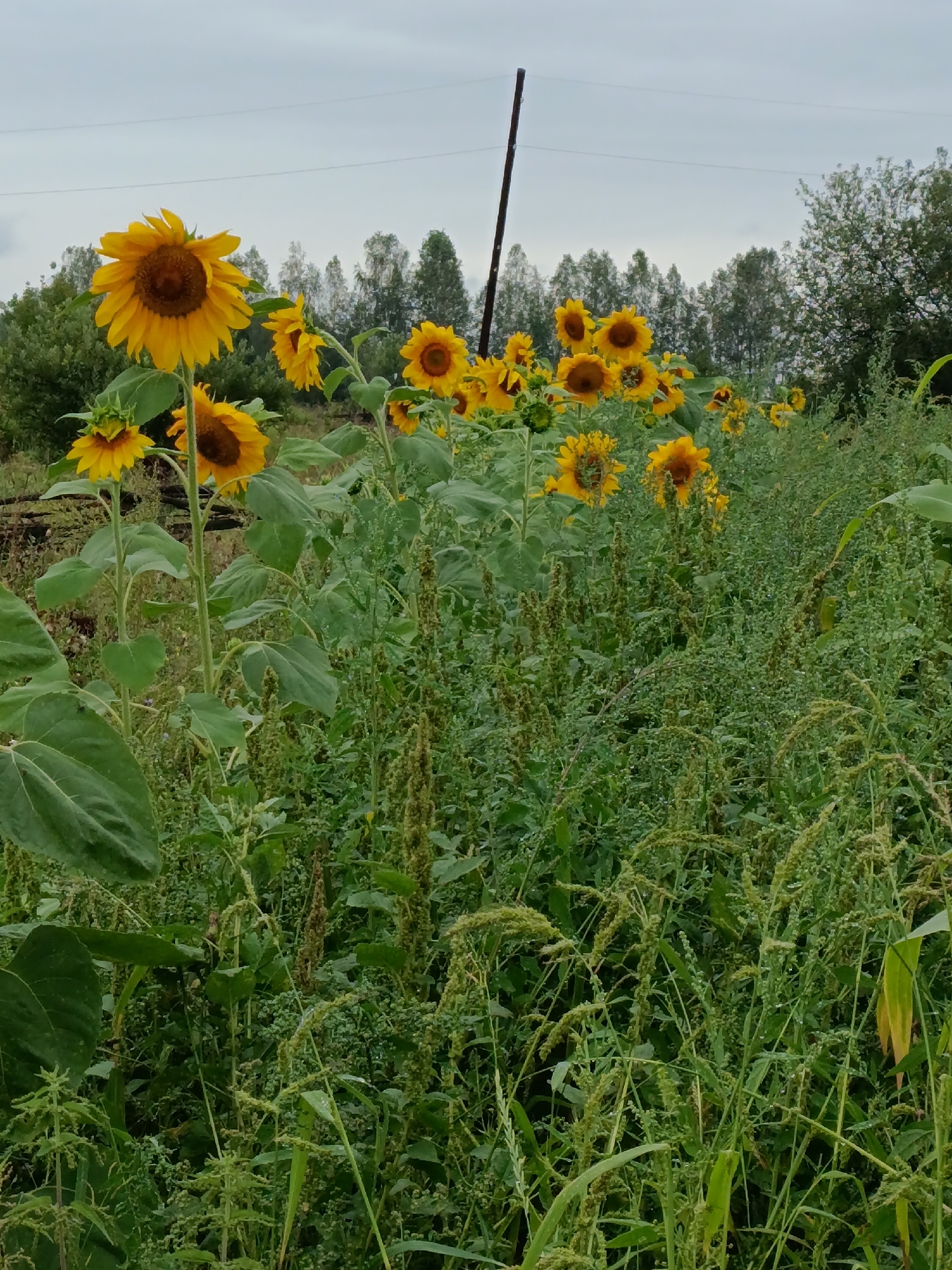 The image depicts a field of sunflowers under a cloudy sky in Yasnaya Polyana, Russia. In the foreground, several sunflowers with bright yellow petals and brown centers are visible, some facing the camera and others turned away. Their large green leaves and thick stalks are prominent. The sunflowers are growing amidst a dense collection of green foliage and weeds, some of which have small seed heads. In the middle ground, a thin, dark pole stands vertically, intersecting the sky. Beyond the sunflowers and foliage, a line of trees forms a dark green backdrop against the muted sky. The overall scene is natural and appears to be an outdoor agricultural setting.