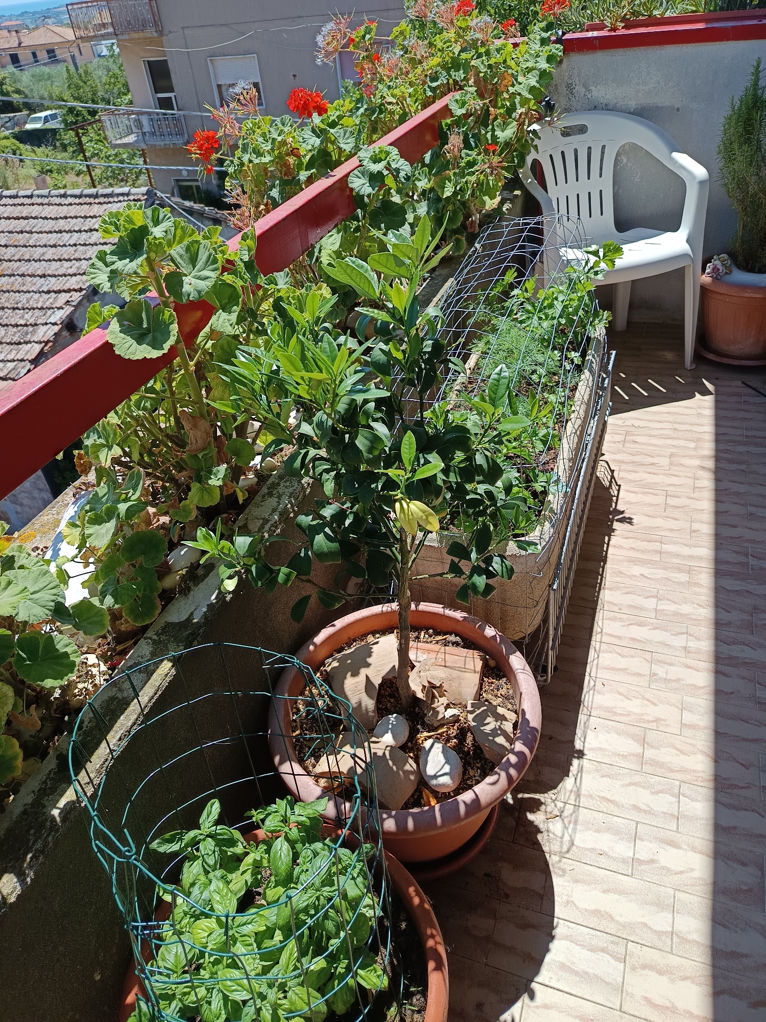 The image captures a balcony in Roseto degli Abruzzi, Italy, on a sunny day. The balcony is adorned with various potted plants. In the foreground, a small tree in an orange pot is visible, surrounded by decorative stones. To the left, a large pot contains basil plants, protected by a green wire cage. Behind these, a long planter box, enclosed by a wire mesh fence, holds more greenery, possibly herbs. A white plastic chair is positioned to the right, with a terracotta pot containing a rosemary plant next to it. The balcony overlooks a rooftop with terracotta tiles, other buildings, and distant vegetation and a road. The flooring of the balcony appears to be tiled.