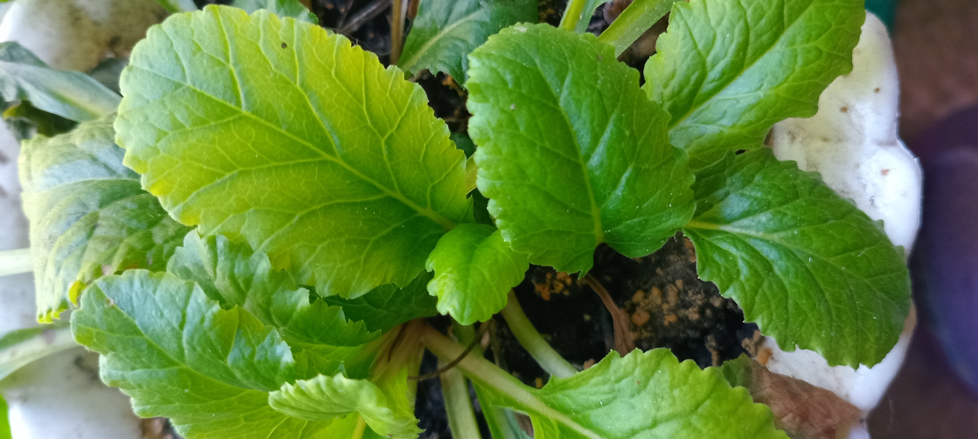 A close-up, overhead shot captures the lush, green leaves of a plant growing in a pot. The leaves are a vibrant, deep green, with some showing lighter green tinges, indicating good health. They are textured with prominent veins and have slightly serrated edges. The plant appears to be well-established, with multiple leaves clustered together. The soil is dark and earthy, peeking out from between the leaves. The pot itself is partially visible at the bottom of the frame, appearing to be white and slightly textured, with a dark purple surface below it. The overall impression is one of natural beauty and vitality. The location is Unknown, Unknown.