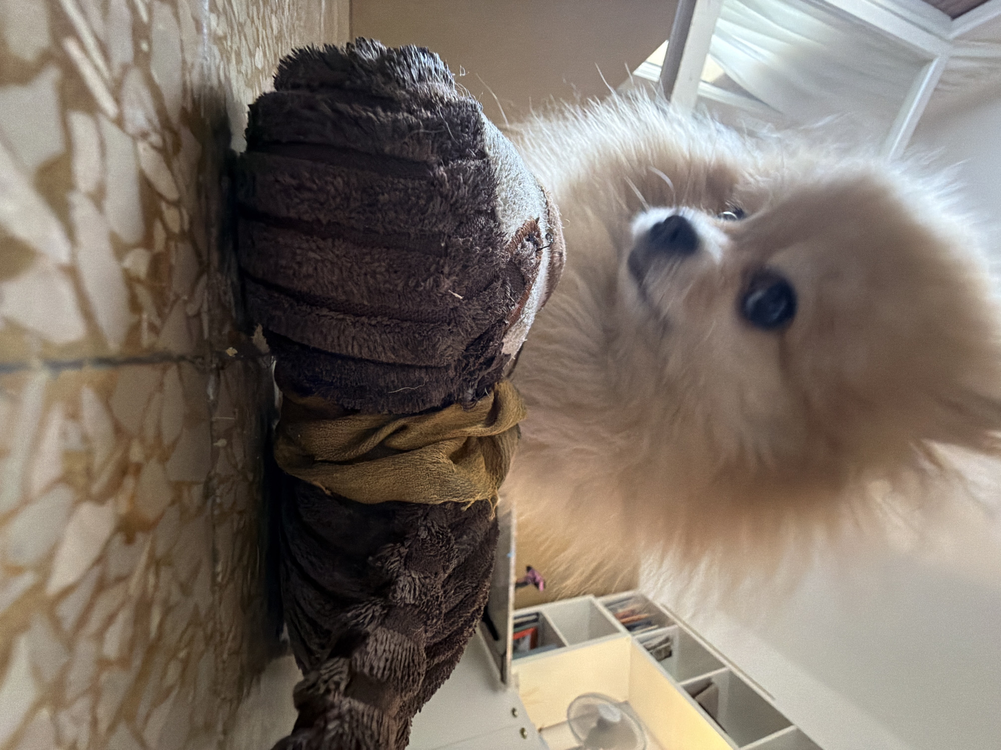 An extremely low-angle shot shows a tan Pomeranian dog looking down at a plush toy on a patterned floor. The dog's face is partially obscured by its fluffy fur, but its dark eyes and black nose are visible. The toy is elongated and appears to be made of corduroy-like material, with a tan fabric tied around its middle. The floor is tiled with a beige and brown marbling pattern. In the background, a white bookshelf filled with books is visible, along with a white fan and a window with sheer white curtains. The scene appears to be indoors, likely in a residential setting in Barcelona, Spain.