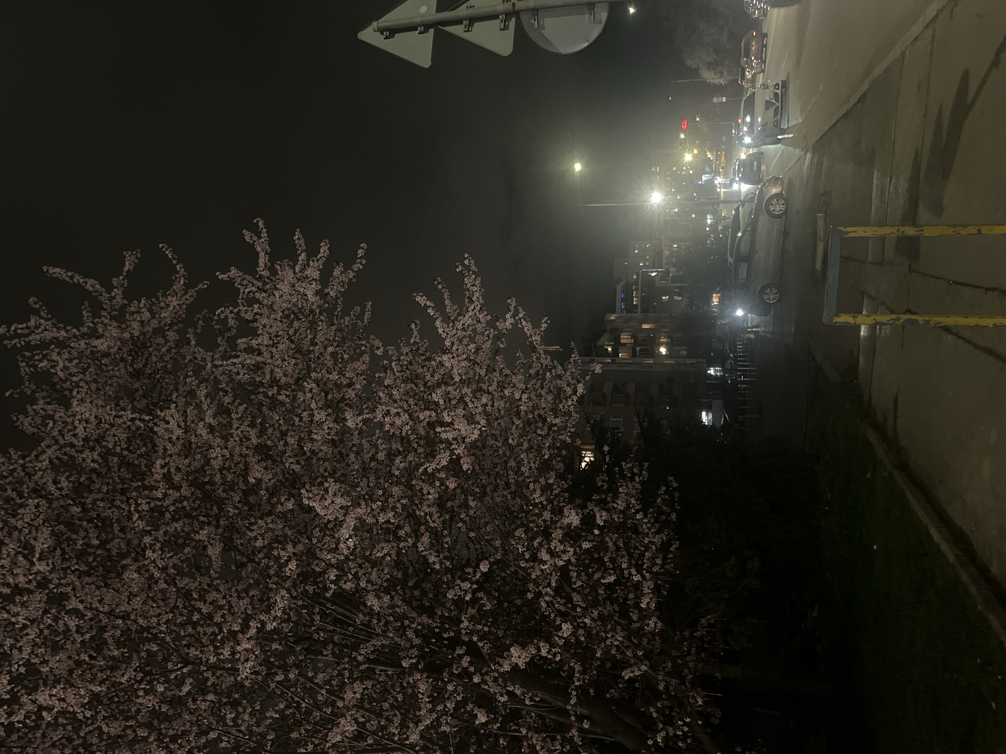 The image shows a night scene in Sofia, Bulgaria. A large tree with blossoms dominates the left side of the frame. To the right, a street with parked cars is visible, illuminated by streetlights. Buildings are seen in the background, with lights on in some windows. Street signs are visible above the street. The scene appears to be a residential area within the city.