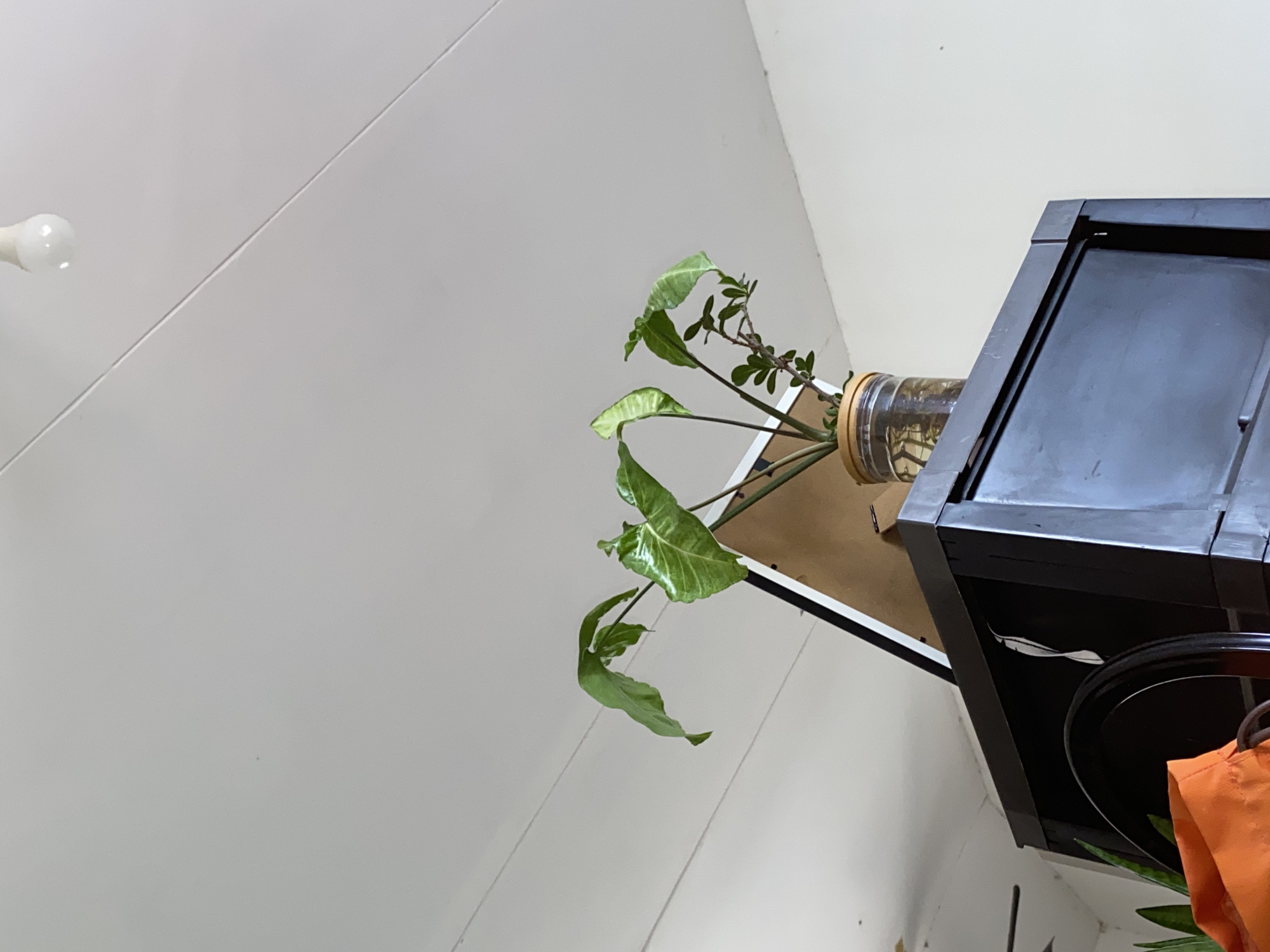 The image depicts an indoor scene, likely a room, with a focus on a potted plant. The plant, with several large, pointed green leaves and some smaller branches, is situated in a clear glass jar filled with water. The jar has a light-colored wooden lid or collar. This plant is positioned on top of a dark, possibly black, cabinet or piece of furniture. Behind the plant and on the cabinet, there is a leaning framed object, the content of which is not clearly visible but appears to be a picture or artwork. The background consists of a white ceiling with visible lines, possibly indicating panels or a textured surface, and a bright, small light bulb is visible in the upper portion of the image. The walls appear to be white or off-white. The lighting suggests an ambient indoor setting. There are no people visible in the image, and no specific identifying features place it definitively in Davao City, Philippines. The image appears to be taken from a low angle, looking upwards.