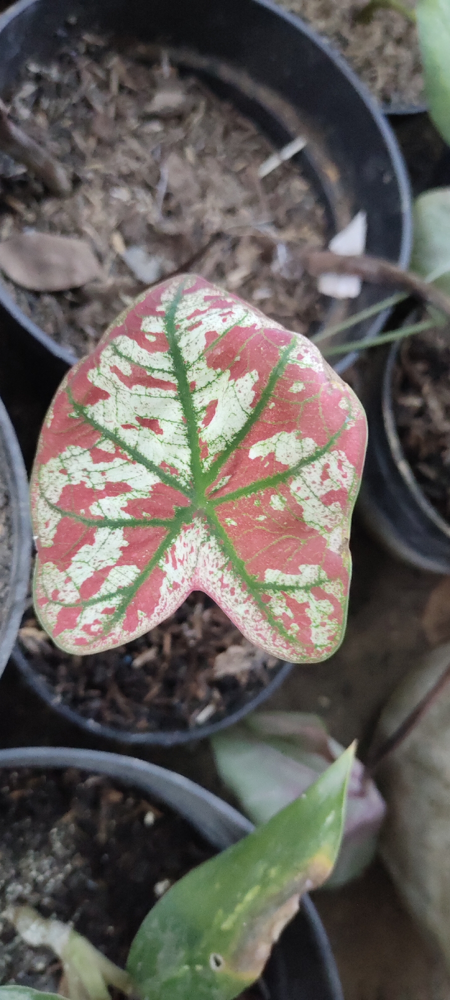 A close-up, high-angle shot captures a single, heart-shaped caladium leaf with a striking pattern of pink, white, and green. The leaf is positioned centrally in the frame, slightly angled. The background consists of dark potting soil and the rims of several black pots. In the lower right corner, another plant with green, pointed leaves is partially visible. The scene appears to be outdoors, possibly in a garden or nursery. The image was taken in Lhokseumawe, Indonesia.