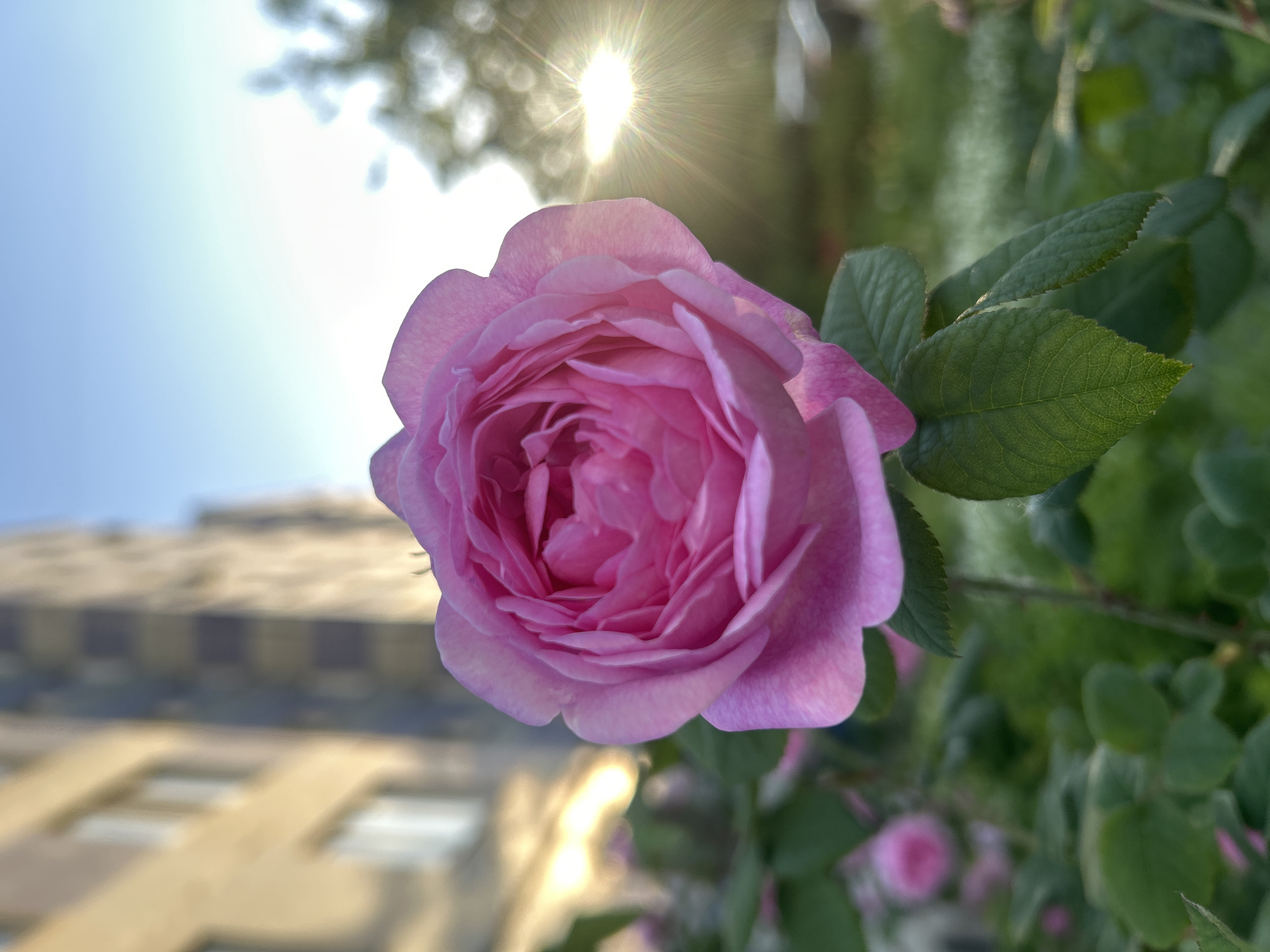 A close-up, upward-angled shot features a vibrant pink rose as the central subject, positioned in the mid-right of the frame. The rose is in sharp focus, revealing its numerous soft, layered petals in varying shades of pink. To the right and below the rose, several green leaves of the rose bush are visible, some with distinct vein patterns, while others are blurred. Further in the background on the right, additional green foliage and a smaller, blurred pink rose bud suggest a garden setting.
The top-left and top-center of the image show a bright, clear blue sky transitioning to white around the sun, which emits a prominent sunburst or lens flare. Blurred tree branches or distant foliage are faintly visible behind the sun's glare. In the blurred background on the left, a large, light-colored building with dark rectangular windows can be seen, indicating an urban or suburban environment. The bright, direct sunlight suggests the time of day is either morning or late afternoon, and the weather is clear and sunny. The scene evokes a sense of natural beauty and tranquility, likely in a garden or park in Tolyatti, Russia. No text is visible in the image.
