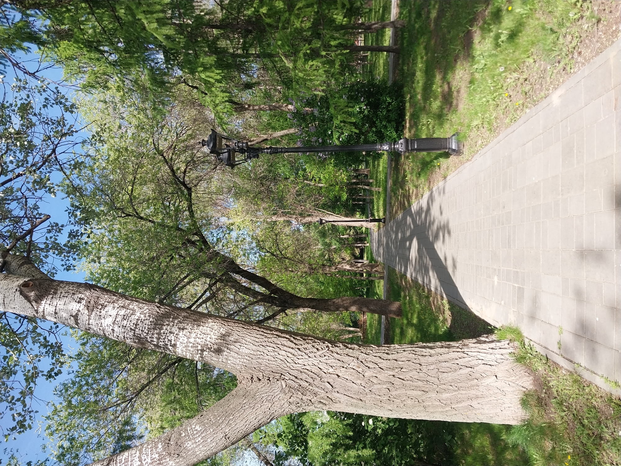 The image is an outdoor shot of a park or green space, likely located in a city. It is taken during the daytime, with sunlight filtering through the trees. The perspective is from a low angle, looking up and along a paved pathway.
A large, mature tree trunk dominates the lower left of the frame. The trunk has a rough, textured bark and is light-colored. The tree's branches extend upwards and outwards, partially obscuring the sky. The tree appears to be near the pathway, with its roots potentially extending onto the edge of the paved area.
A paved pathway runs along the right side of the image. The pathway appears to be made of interlocking stones or paving blocks. The pavement is a neutral gray color. The path stretches into the distance, where it appears to narrow or curve.
Along the pathway are several decorative lampposts. The lampposts are black and ornate in design, with multiple light fixtures at the top. The lampposts are spaced out along the path, providing lighting for the area.
The surrounding area is lush with vegetation. There are trees, grass, and bushes visible. The greenery creates a natural and serene atmosphere.