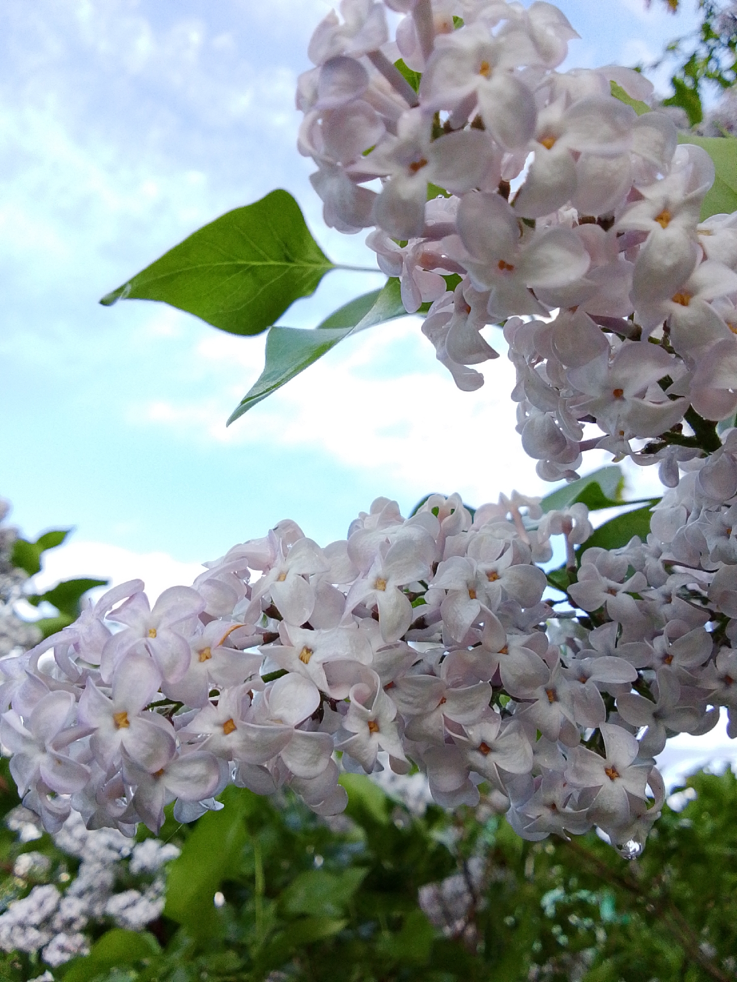 The image shows a close-up view of light purple lilacs in bloom, with green leaves visible. The sky, partially visible in the background, is light blue with white clouds. The photograph's perspective is from below, looking up at the lilacs. A water droplet hangs from the lower portion of the lilac cluster. The location, Snopok Novyi, Russia is based on metadata.