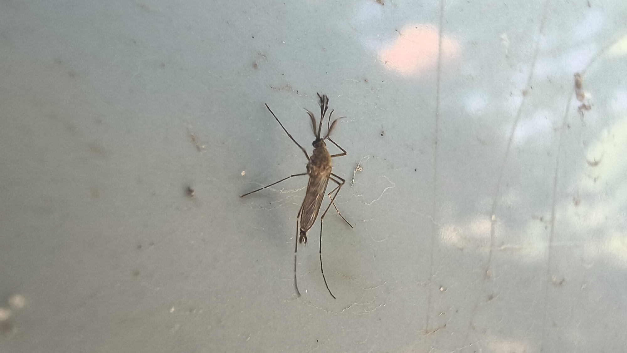A mosquito, identified as likely belonging to the genus *Culiseta*, is perched on a light gray, textured surface, possibly plastic or painted metal, which appears to be outdoors due to reflections of sky and foliage in the background. The mosquito is positioned in the center of the frame, oriented vertically with its head pointing upwards. Its body is slender and brown, with delicate, long legs and antennae. The surface it rests on has a slightly mottled appearance with some small specks and streaks, suggesting it may be weathered or dirty. The overall lighting is soft, with a diffused light source causing subtle shadows. There are no people or any other animals visible in the image. The scene is devoid of any specific urban context, making it impossible to pinpoint a location within Mikhaylovka, Russia based solely on the visual information.