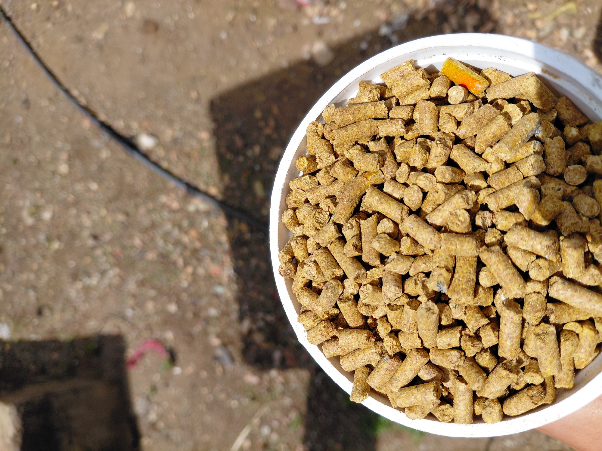The image displays an overhead view of a white, circular container filled with yellowish-brown, cylindrical pellets, likely animal feed. One distinct orange-yellow pellet is visible among the others towards the right side of the container. A human hand, partially visible at the bottom left, supports the container. The background, out of focus, consists of an unpaved, light brown ground composed of dirt and small stones, with a segment of a black cable and a small red object present. Strong, dark shadows are cast across the ground from the left, indicating direct sunlight. This scene occurs in Santa Ana, Venezuela.
