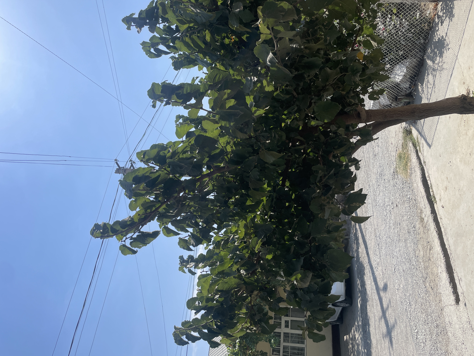 In the city of Bekabad, Uzbekistan, a scene unfolds under a clear blue sky with visible power lines crisscrossing overhead. In the foreground, a young tree with dense green foliage stands prominently. Its branches reach outwards, casting dappled shadows on the concrete sidewalk and a gravel path to its left. Beyond the path, a white car is parked in front of a building with a light-colored facade and multiple windows. To the right of the tree, a chain-link fence encloses an area with some vegetation. The overall impression is a quiet, sunlit day in a residential or semi-urban environment.