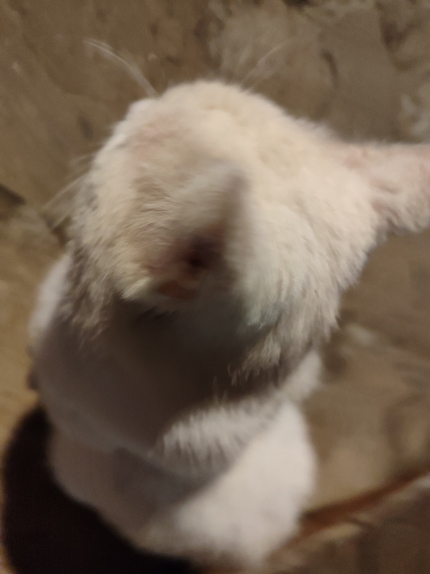 In Varshilo, Bulgaria, a small, light-furred domestic animal, consistent with a cat or rabbit, is documented from an elevated angle. The subject displays predominantly white fur. A discrete, dark reddish-brown area, consistent with a scab or dried lesion, is present on the top of its head, slightly off-center. The animal's body is partially visible below the head, with indistinct darker tones suggesting shadow or patterned fur. The immediate background is a blurred, light brown, textured surface, likely an indoor floor. No human subjects or direct interactions are evident.