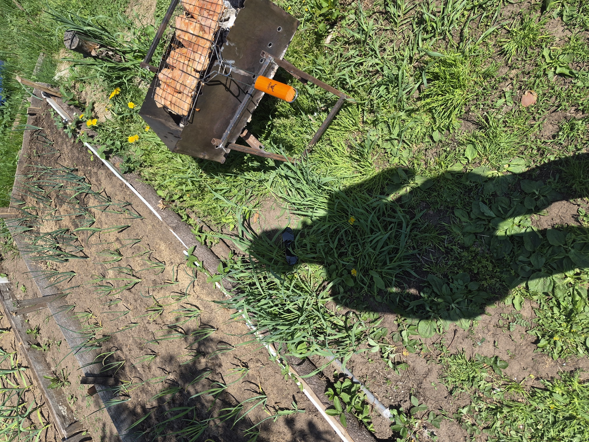 A sunny outdoor scene shows a small garden plot with rows of young green plants, possibly onions, in brown soil, bordered by wooden planks and a white pipe. Next to the garden, a small metal barbecue grill holds several pieces of cooking meat. Green grass and dandelions surround the garden and grill. The shadow of a person is cast across the grass toward the garden, suggesting the person is standing and observing the scene. A tree stump is visible in the background on the top left.