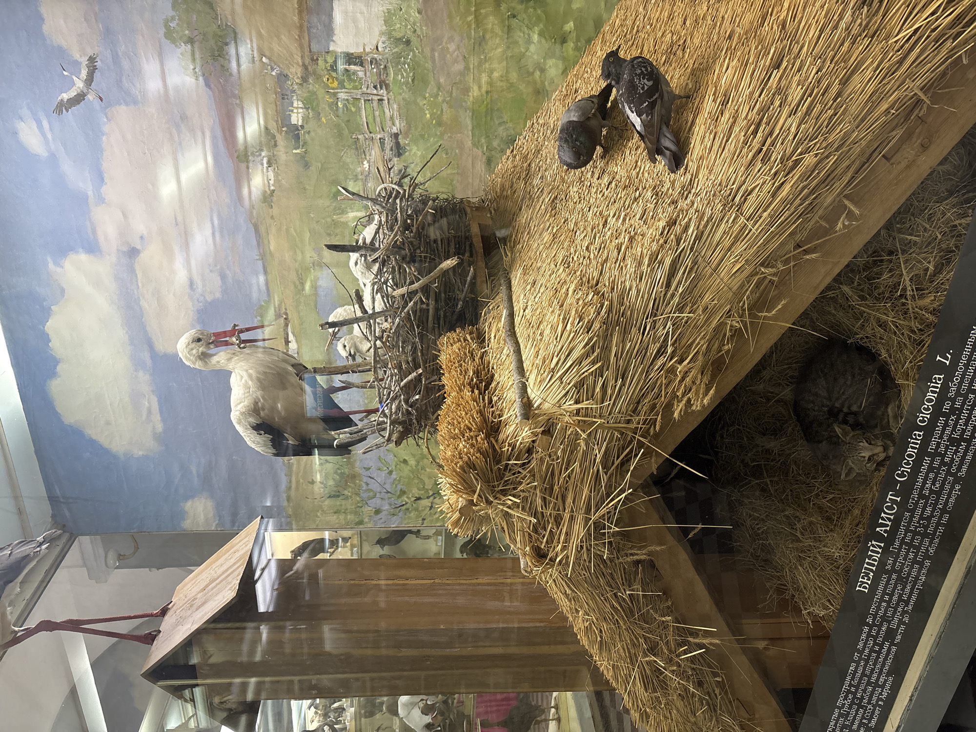 In a museum diorama, likely within Saint Petersburg, Russia, a taxidermied stork stands in a nest atop a thatched roof structure. The nest contains several young storks. Two pigeons are perched on the thatched roof. A cat is visible resting inside the lower portion of the structure, which is filled with hay. Behind the diorama, a painted landscape depicts a rural scene with a sky, hills, buildings, and a body of water, and a second taxidermied stork is flying in the sky. A glass case encloses the display. A label with text in Russian is visible in the lower part of the image, identifying the stork as *Ciconia ciconia*.
