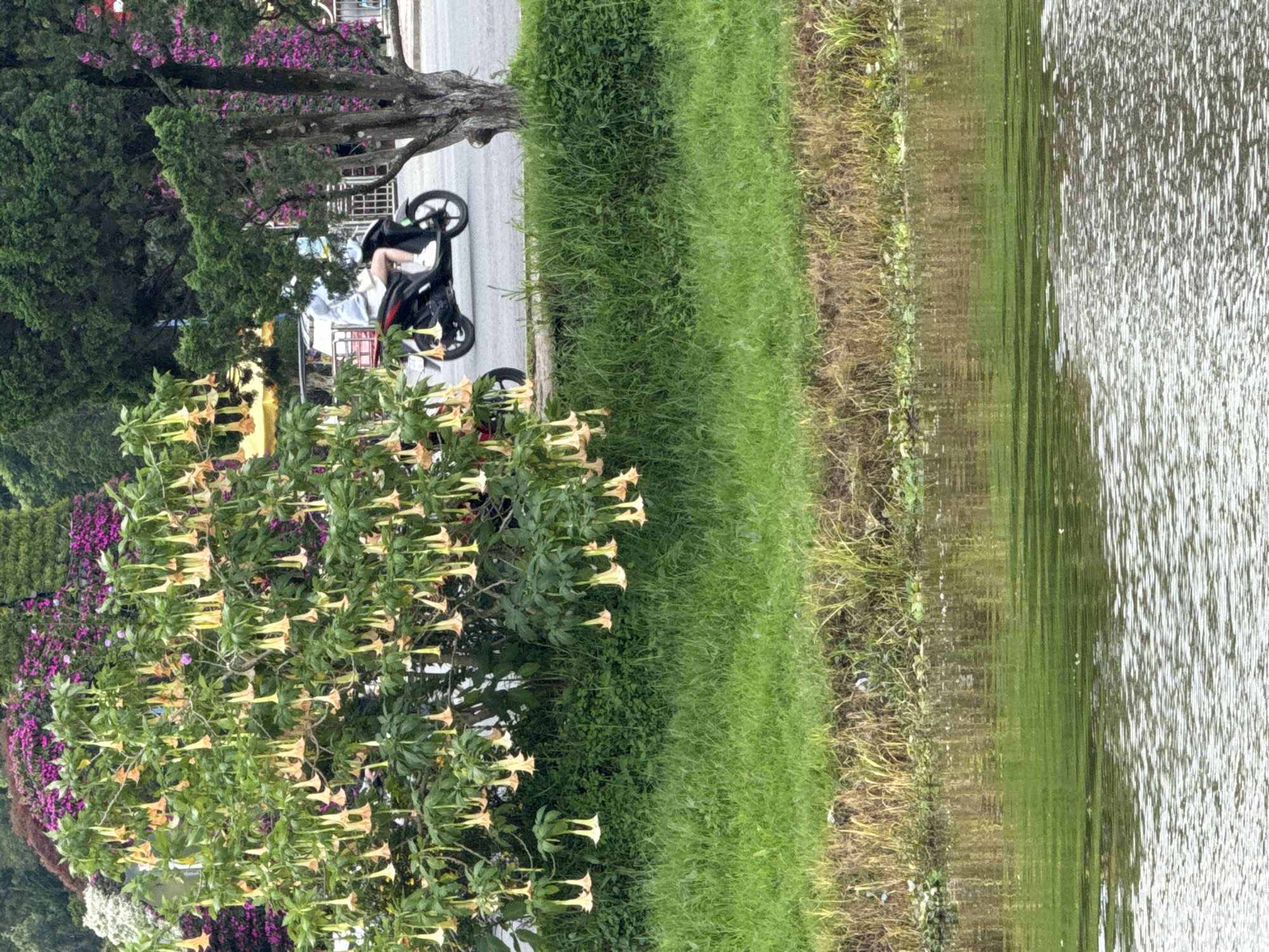 A person is riding a black scooter on a paved road in Phường Xuân Hương, Đà Lạt, Vietnam. The person is wearing a light blue hoodie and white shorts, and is moving from left to right in the frame. To the left of the road, a tree with numerous dangling yellow trumpet-shaped flowers is visible, with lush green grass and a body of water in the foreground. Behind the tree, a dense arrangement of pink and purple flowers adds a vibrant backdrop. A large evergreen tree stands to the right of the scooter, and more pink flowers are visible further in the background. The water in the foreground reflects the green vegetation and the sky.