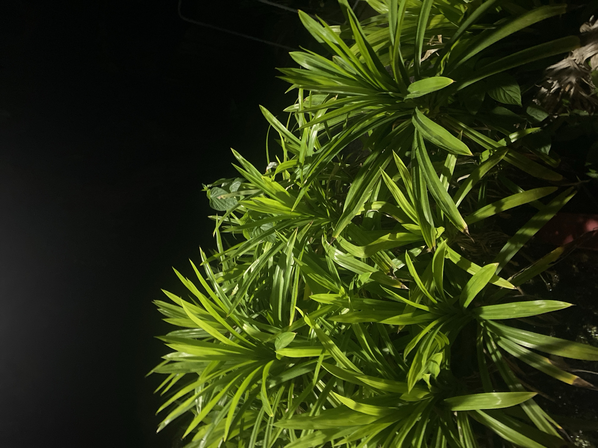 The image shows a cluster of green, blade-like leaves against a dark background. The leaves appear to be illuminated by a light source from the lower right of the frame. It is a close-up shot of a plant, possibly taken at night. The city and specific details cannot be confirmed from the image.