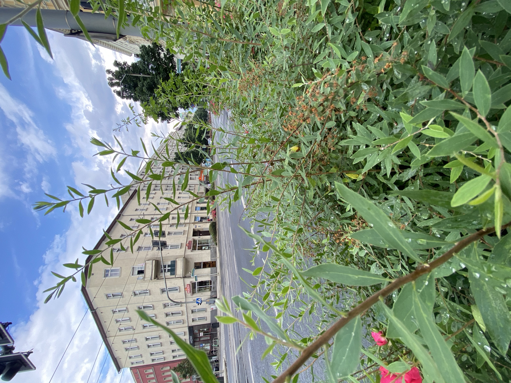 The image depicts a street scene in Szczecin, Poland, focused on a dense green bush in the foreground. Behind the bush, a street with tram tracks runs past a multi-story building with a light-colored facade. The building has numerous windows and some ground-floor businesses, including one with a sign that appears to read "Biedronka". The sky is blue with scattered white clouds. The bush in the foreground is lush and green, with some small brown seed pods or dried flowers visible. A few water droplets are visible on the leaves, suggesting recent rain. In the far background, more buildings and trees line the street. A traffic light is visible above the street.