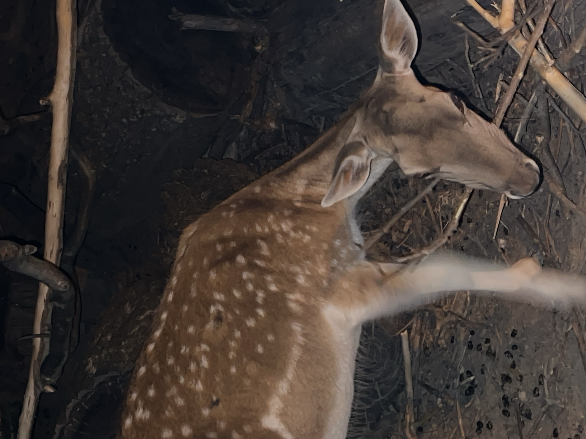 A dappled deer stands on a wooded path in Nitra, Slovakia. The deer's coat is a light brown with numerous white spots. Its head is lowered as if grazing or drinking. The ground beneath the deer is covered in dry leaves, twigs, and small dark pellets, likely droppings. The background is a dark, dense forest with thick tree trunks and branches. The lighting suggests it is dusk or nighttime, with artificial light illuminating the scene.