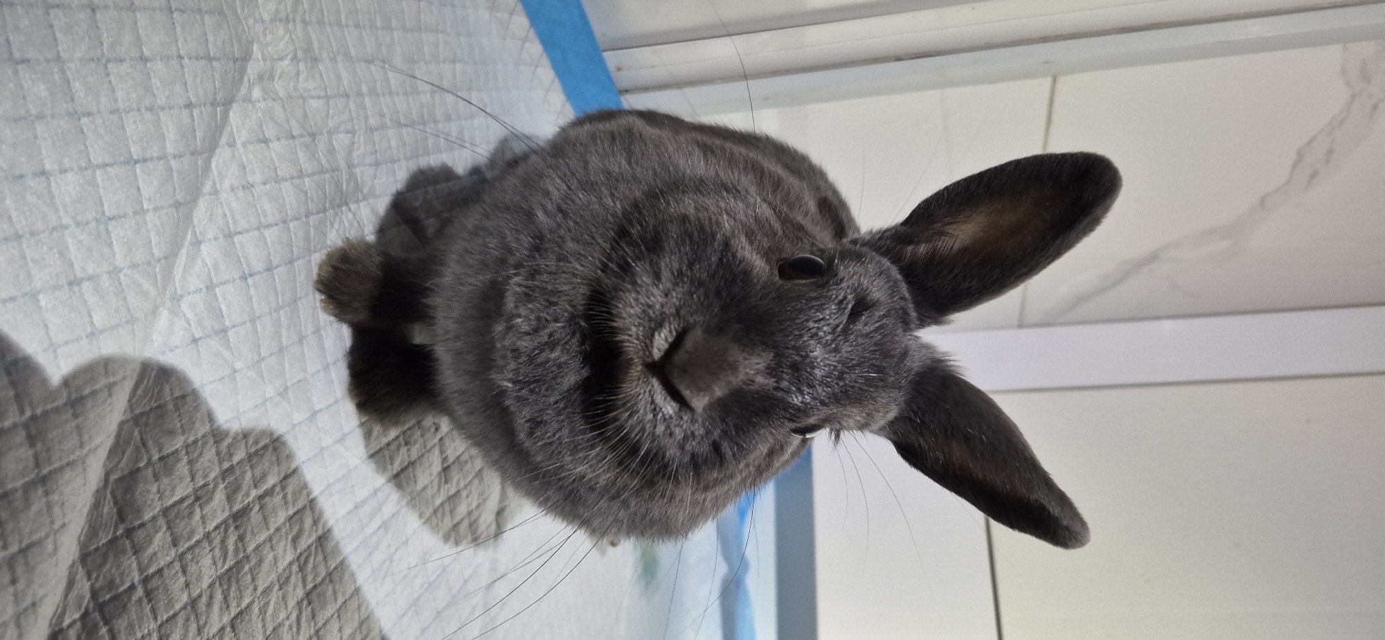 A close-up, head-on shot shows a small, fluffy, dark gray rabbit sitting on a white, quilted mat. The rabbit's ears are erect and pointed upwards. Its eyes are dark and appear to be looking directly at the camera. The rabbit's nose and mouth are visible, with long whiskers extending outwards. The background is a white wall with some faint vertical lines. The mat the rabbit is sitting on has a blue border on the left side. The overall lighting is soft and diffused, creating subtle shadows. The image is an indoor scene, likely a domestic setting. No specific location in Ussurijsk, Russia can be identified from the image content.