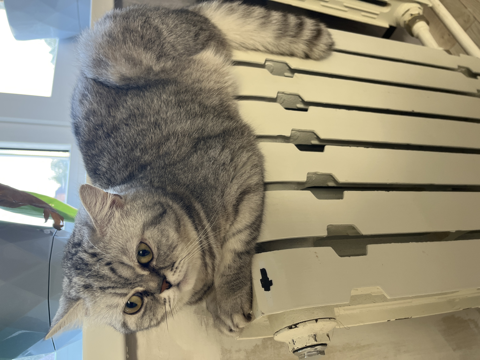 This is an inverted, close-up photograph capturing a fluffy, grey tabby cat in an indoor setting, likely in Chaikovsky, Russia. The cat, with its striking green-yellow eyes and distinctive dark grey striped (mackerel tabby) fur, is the primary subject. It appears to be lying on its back or side, with its head tilted, looking directly at the camera. Its front paws are visible, one resting on a white radiator.
The background primarily consists of a white, panel-style radiator with multiple horizontal fins, suggesting a heating unit. The cat's body is largely draped across this radiator. To the left of the cat, a window is visible, letting in bright natural light, indicating it is daytime. Outside the window, some greenery and what appears to be part of a building or structure are vaguely discernible. A small plant with both green and dried brown leaves can be seen near the window sill.
The cat's expression conveys curiosity and alertness, with its eyes wide open and focused. Its whiskers are prominent, extending from its cheeks. The overall scene suggests a comfortable domestic environment, with the cat resting leisurely in a well-lit area. There is no visible text in the image.