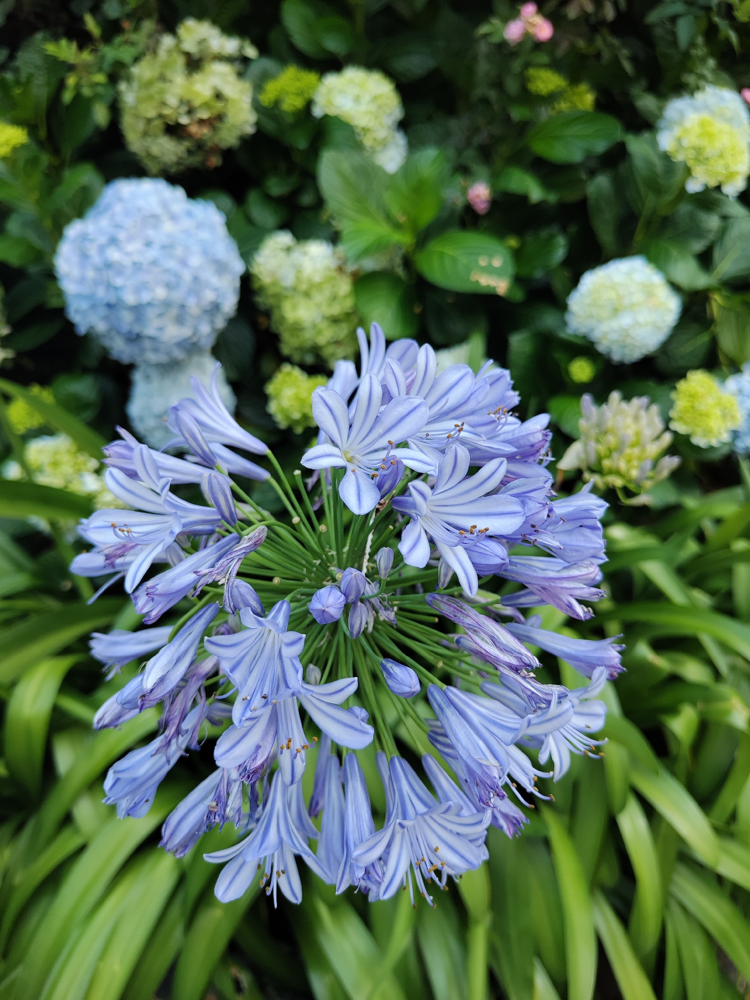 The image shows a close-up of a cluster of light blue and white striped agapanthus flowers in full bloom, with green, blade-like foliage below. In the background, there are blurred clusters of blue, green, and white hydrangeas and other green plants. The location is Lâm Viên - Đà Lạt, Vietnam, judging from the type of flora and the metadata associated with the image (if any).
