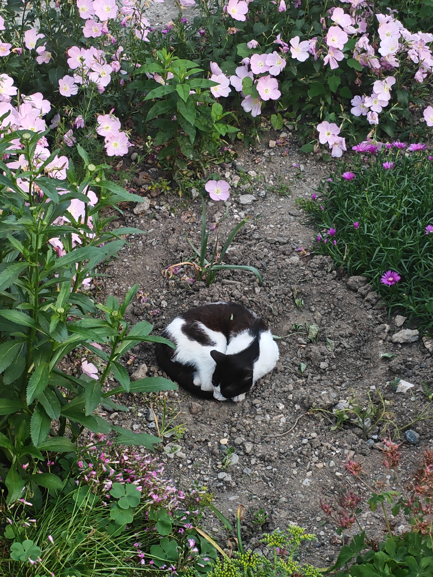 This image, captured in Ivaylovgrad, Bulgaria, presents an outdoor scene featuring a domestic cat within a garden environment. A black and white cat is curled tightly on a patch of dry, light brown soil mixed with small pebbles, appearing to be asleep or at rest. Its dorsal fur is predominantly black, contrasting with white markings visible on its underbelly and paws.
The surrounding area contains diverse plant life. The upper and left portions are dominated by numerous light pink, cup-shaped flowers with visible yellow centers, consistent with evening primroses, growing on tall green stalks. Towards the middle-right, a low-growing plant cluster exhibits bright purple-magenta flowers. The bottom left features a dense patch of green, clover-like leaves interspersed with small pink blossoms. The bottom right includes plants with dried, reddish-brown seed structures and smaller green plants with yellowish flowers. The ground consists uniformly of dry, rocky soil with minimal sparse vegetation immediately around the resting cat.