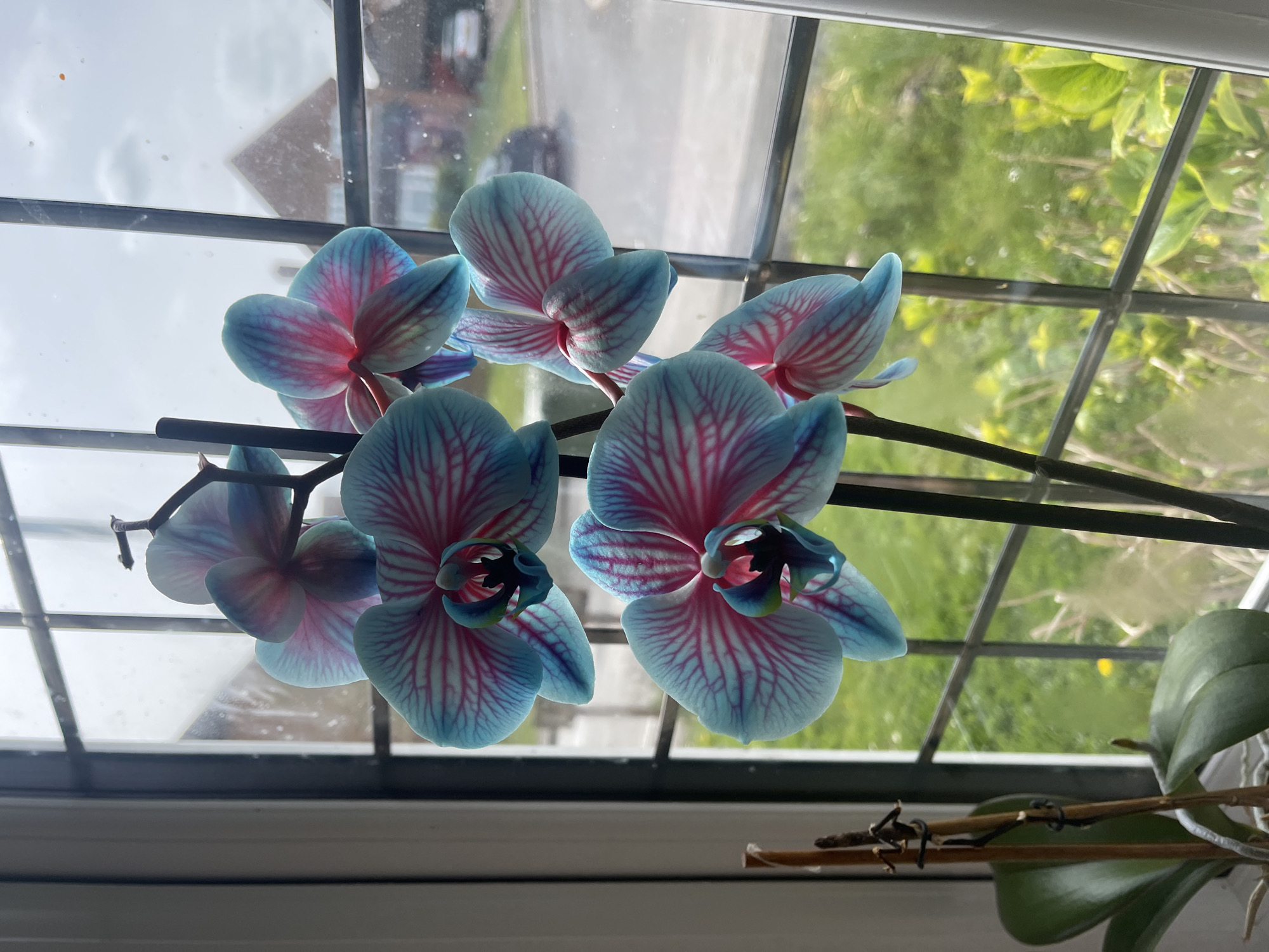 A close-up, indoor photograph shows several blue-and-pink striped orchid flowers arranged on a stem. The flowers are positioned in front of a multi-paned window with a view of a residential area. Through the window, we can see a brick house, a car, and foliage. The location is assumed to be Maidstone, United Kingdom. A portion of the orchid plant, including some leaves and a brown stem, is visible to the lower right. The light is bright, and the focus is primarily on the orchid blossoms.