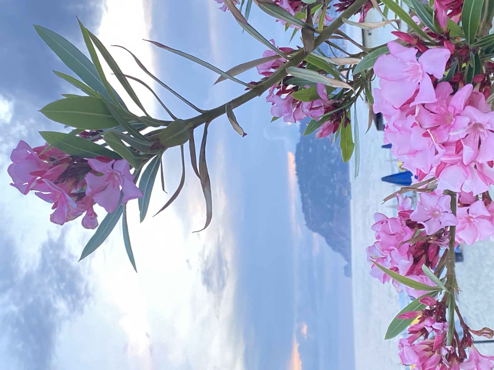 The image captures a scene in Alanya, Turkey, framed by blooming pink oleander flowers in the foreground. The flowers occupy the right side and lower-left corner of the frame. The background features a beach with white sand and a mountain range partially obscured by a hazy sky. Several beach umbrellas are visible in the distance. The sky is a mix of blue and clouds. The photo's orientation is vertical.