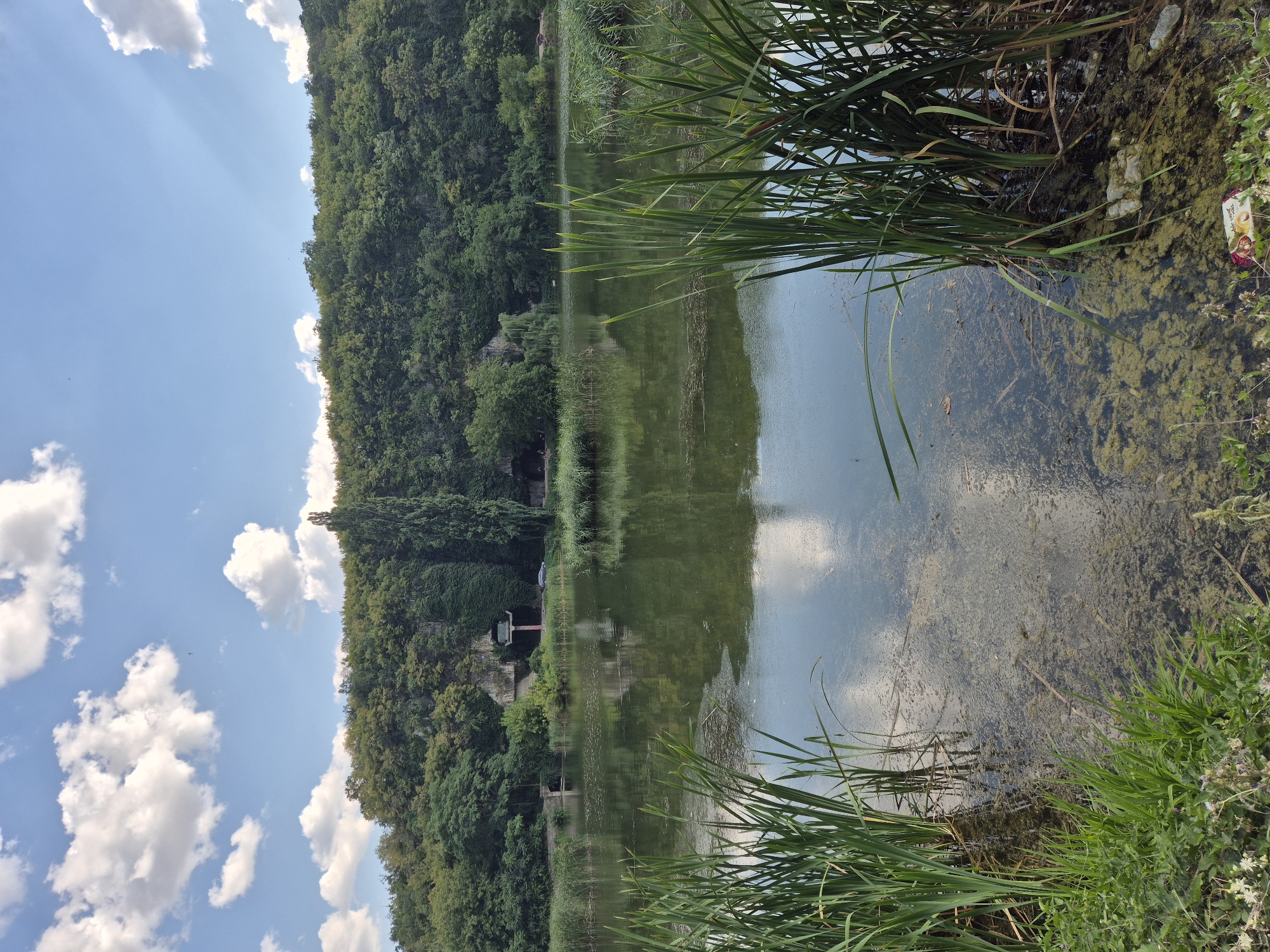 The image depicts a tranquil lake scene with lush green vegetation surrounding it. The lake's surface is calm, reflecting the blue sky and scattered white clouds. Tall reeds and grass grow along the water's edge, creating a natural barrier. In the background, a dense forest covers a hillside, with some rocky outcrops and a narrow, tree-lined pathway visible. A solitary, tall, slender tree stands prominently in the mid-ground. The overall impression is one of natural beauty and serenity.