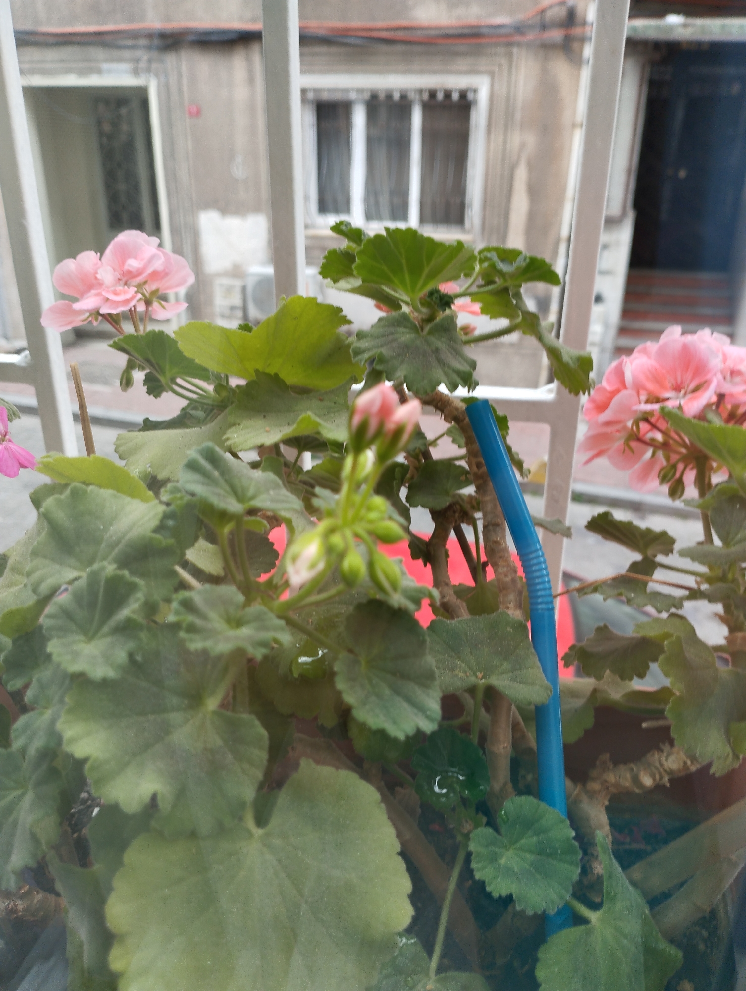 The image is an outdoor, eye-level, close-up shot of a potted geranium plant with pink flowers and green leaves. The plant is in front of a white metal railing. Behind the railing, a building with windows and a doorway is visible. The building appears to be in an urban setting. There are no people or animals in the image. The lighting is natural daylight. The image quality is slightly blurred. The location is identified as Istanbul, Turkey.