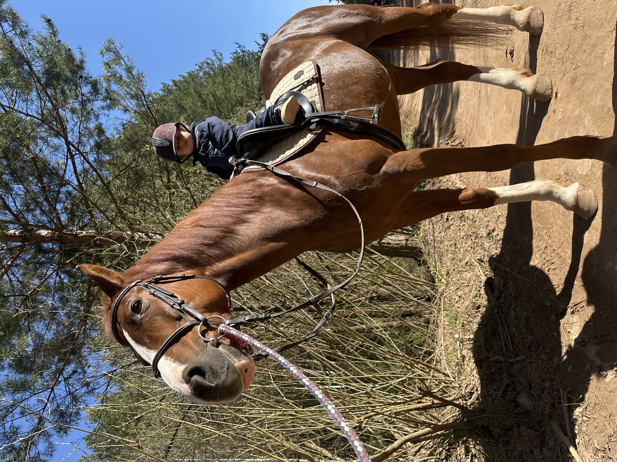 A chestnut horse stands outdoors on a dirt path with a rider wearing a helmet, in what appears to be a wooded area. The horse has a bridle and saddle, with the rider seated. The horse has four white socks. The scene is set against a backdrop of trees and blue sky. The path is adjacent to a wooded area. The location is not able to be confirmed based on the image.