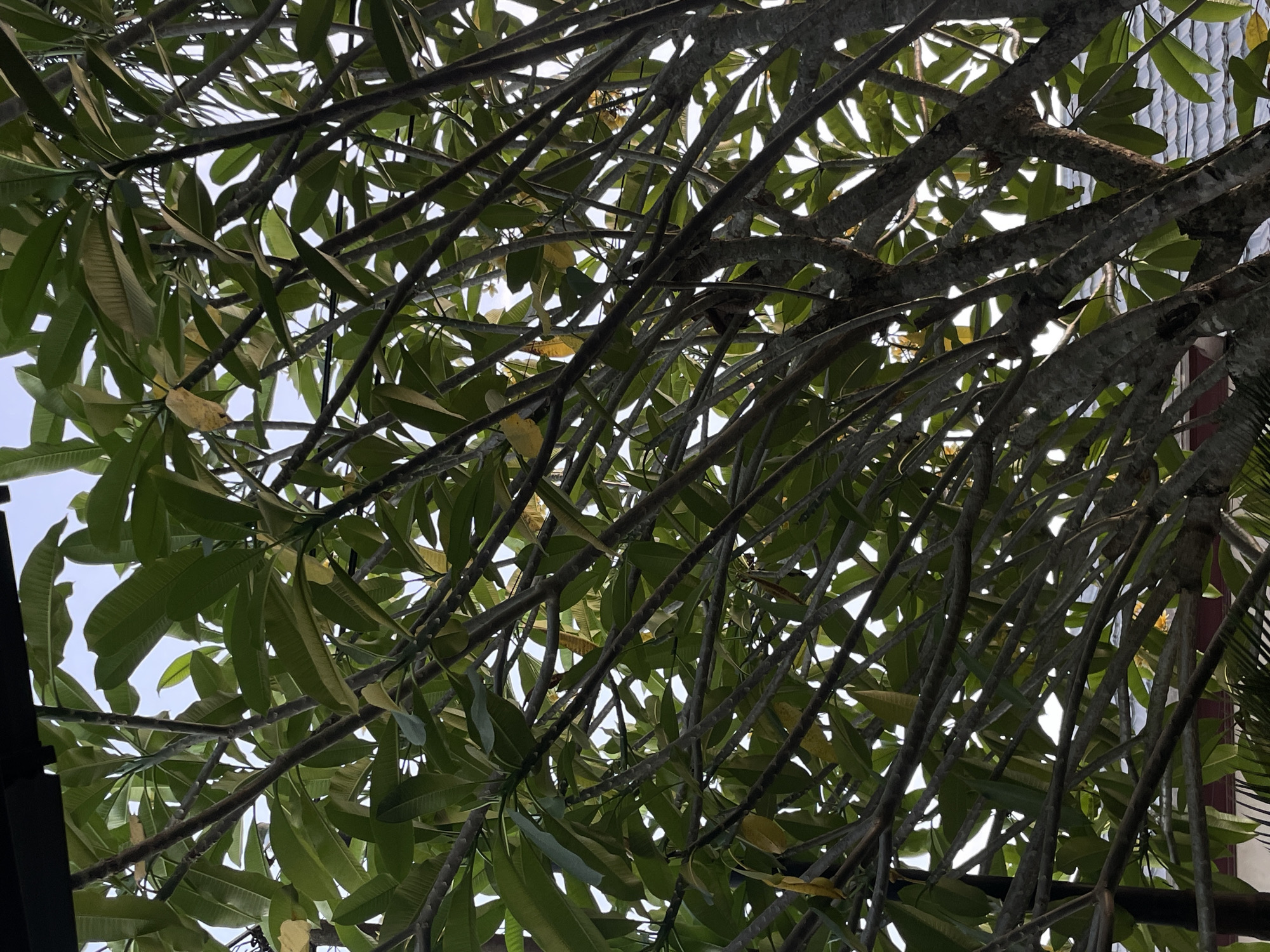 An overhead shot shows the dense canopy of a frangipani tree with bright green leaves and gnarled branches. Sunlight filters through the leaves, creating a dappled effect. In the background, a tiled roof and a hint of a building are visible. The frangipani tree is a common sight in Manado, Indonesia, often found in gardens and public spaces, its fragrant flowers adding to the tropical ambiance of the city. The overall impression is one of lush, natural beauty, characteristic of Manado's vibrant greenery and warm climate.