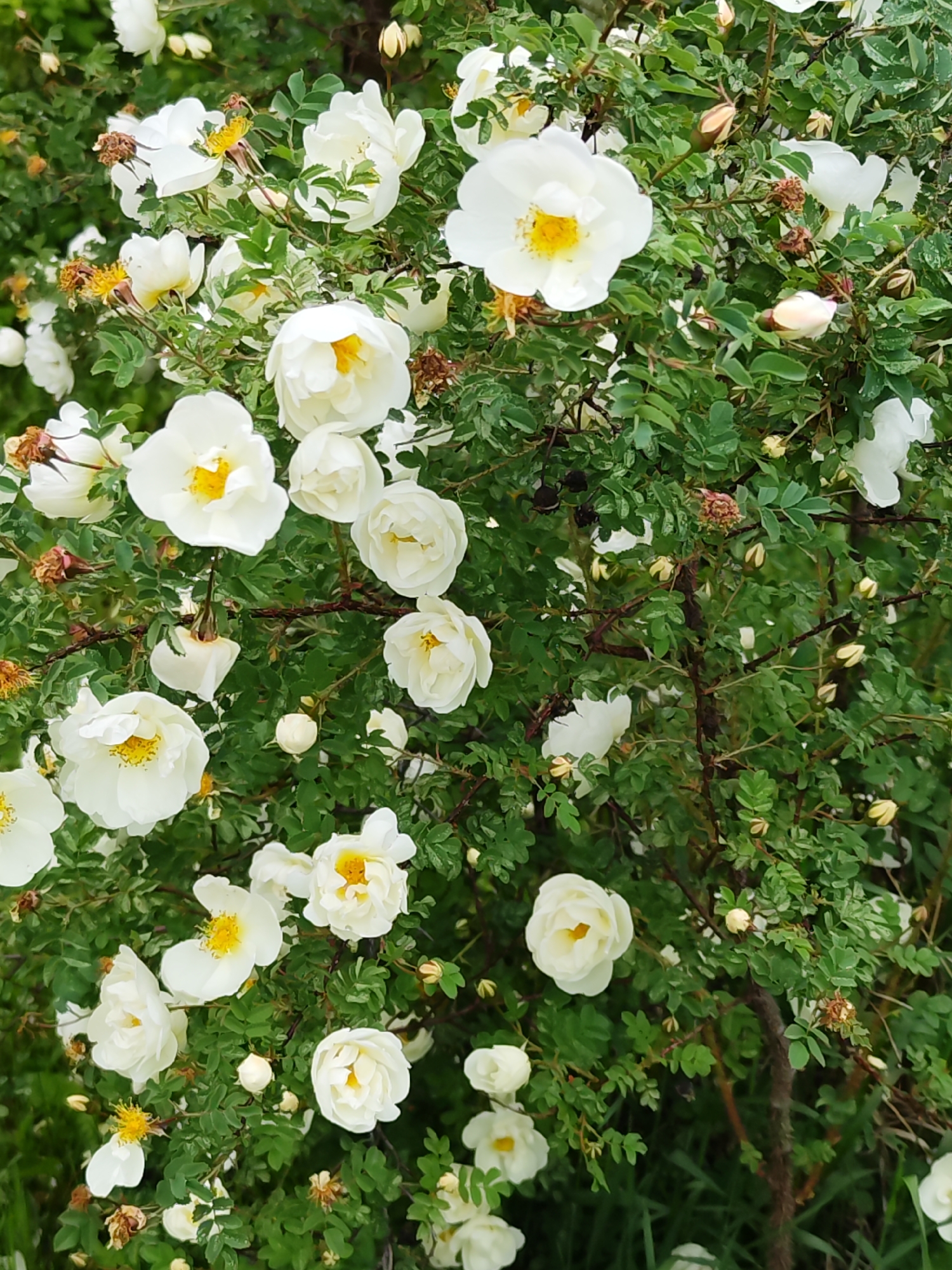 The image displays a dense flowering shrub, identified as a rose species, located in the city of Chaikovsky, Russia. The shrub is populated with numerous white, five-petaled flowers, each exhibiting a prominent cluster of bright yellow stamens at its core. These flowers are observed in various stages of development, including fully open blossoms, partially opened flowers, and several creamy-white, ovoid buds. The foliage consists of abundant green, compound leaves with serrated margins; some leaves present lighter green coloration or slight variegation. Dark brown, woody stems and branches are interwoven throughout the dense green and white canopy. Multiple withered flowers, characterized by desiccated brown petals and floral structures, are also present among the live blooms and foliage. The scene is an outdoor, natural environment, illuminated by natural daylight. No human figures or fauna are visible.