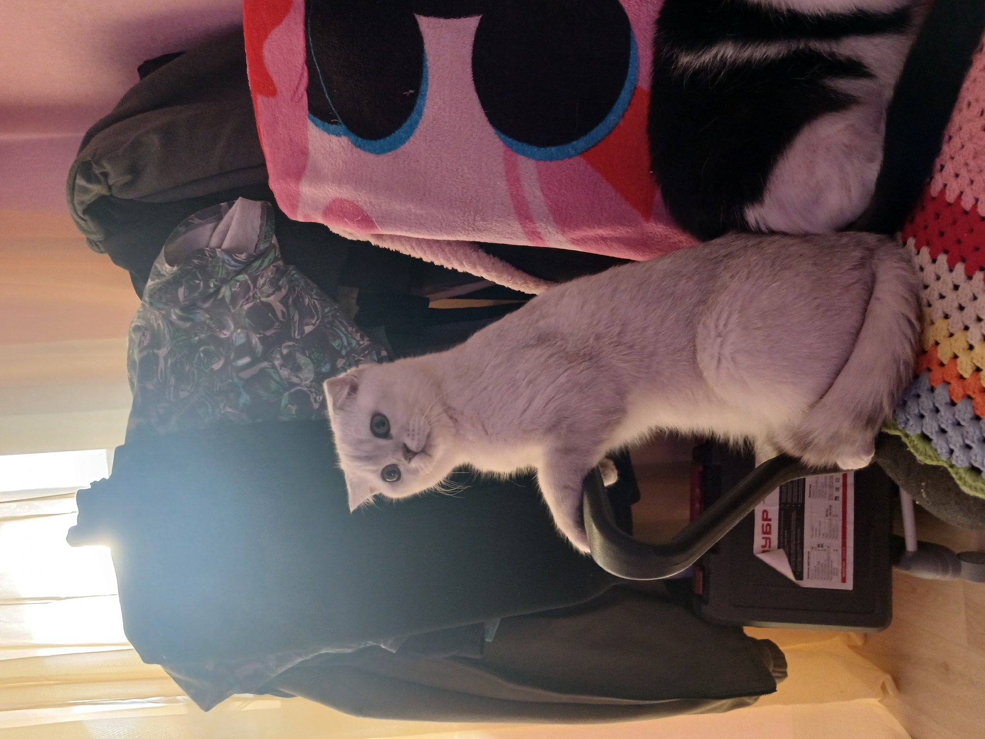 A light-colored Scottish Fold cat is sitting on a pile of items. The items include a blanket with a cartoonish face design, a black and white object (possibly another cat or part of a blanket), folded clothing, a black case with the word "УБР" on a label, and a multicolored crocheted blanket. The environment appears to be indoors. The location, Noviy, Russia, cannot be confirmed from the image alone.