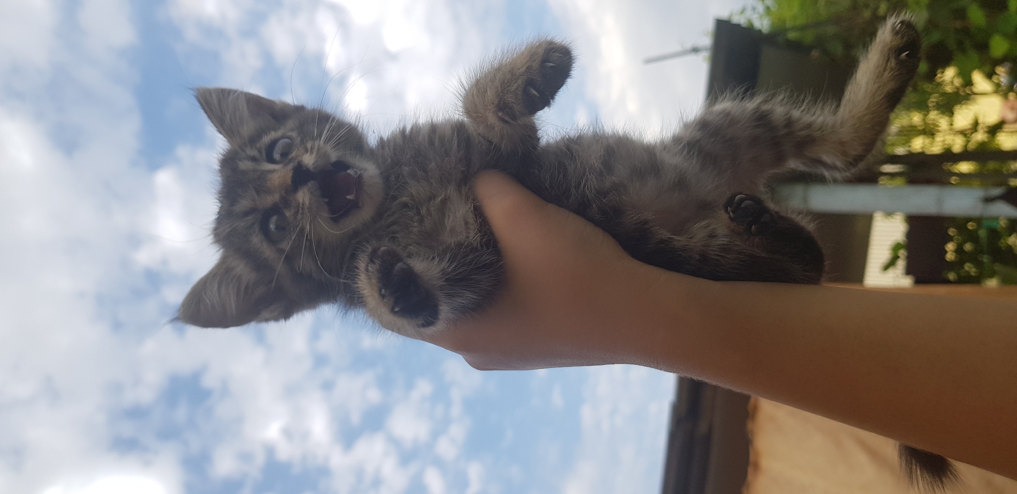 A hand holds a small, gray tabby kitten with its mouth open and claws extended, as if startled or playfully aggressive. The kitten is held vertically against a blue sky with white clouds. In the background, blurred out, are parts of a building, possibly a house or shed, and green foliage. The setting appears to be outdoors. The image is taken from a low angle, looking up at the kitten and sky.