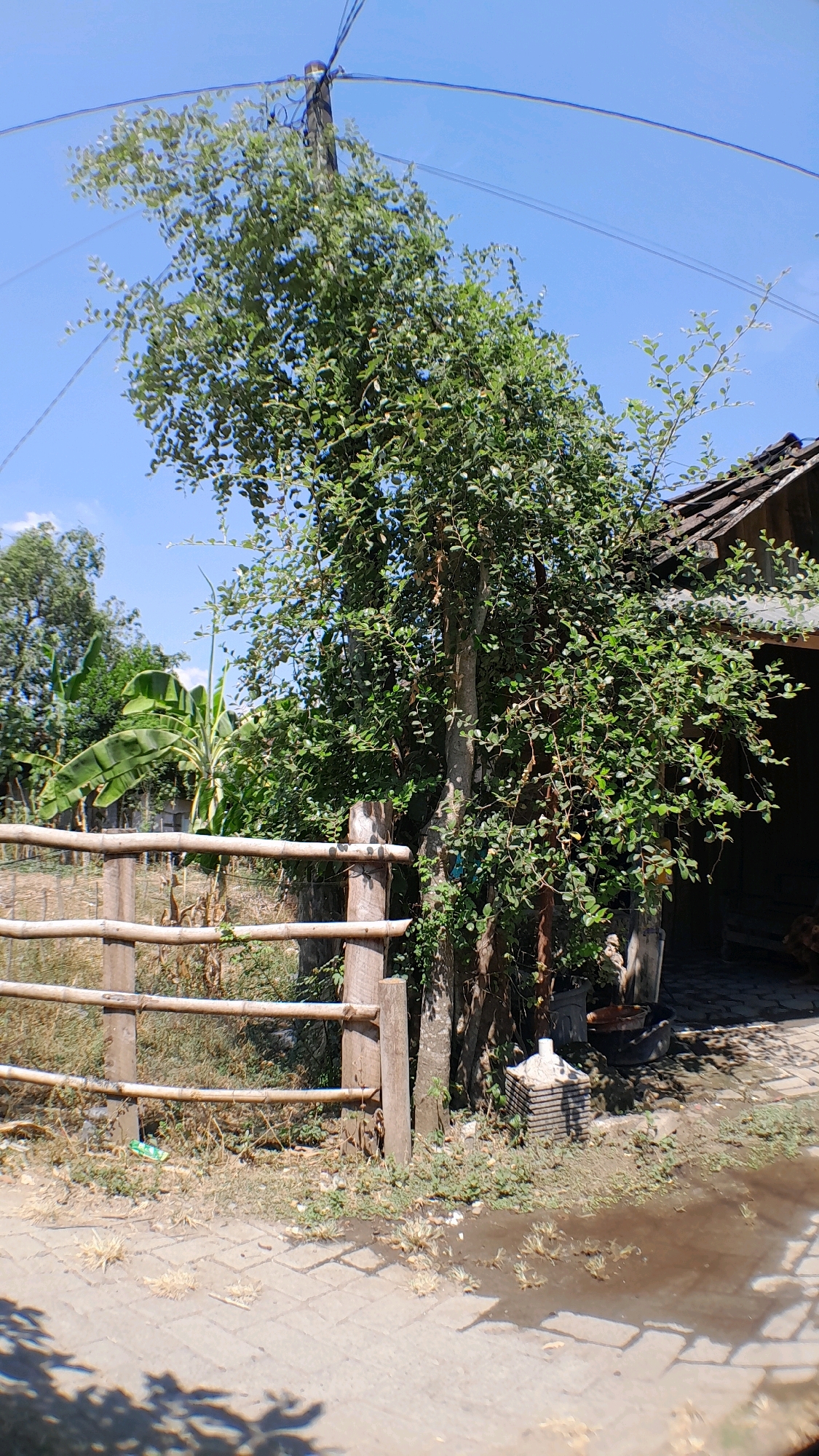The image depicts an outdoor scene on a bright, sunny day in Sumberarum, Indonesia. In the foreground, a paved path with a wet, reflective surface runs diagonally from the lower right corner. Adjacent to the path is a simple wooden fence constructed from posts and horizontal bamboo or wooden poles, enclosing a patch of dry, grassy ground. Beyond the fence, a large tree with abundant green foliage dominates the central part of the frame, its branches extending towards a utility pole with overhead wires against a clear blue sky. To the right of the tree is a portion of a rustic wooden building with a dark, sloped roof. In the background, more trees and vegetation, including banana trees, are visible. The overall impression is of a rural or semi-rural setting.