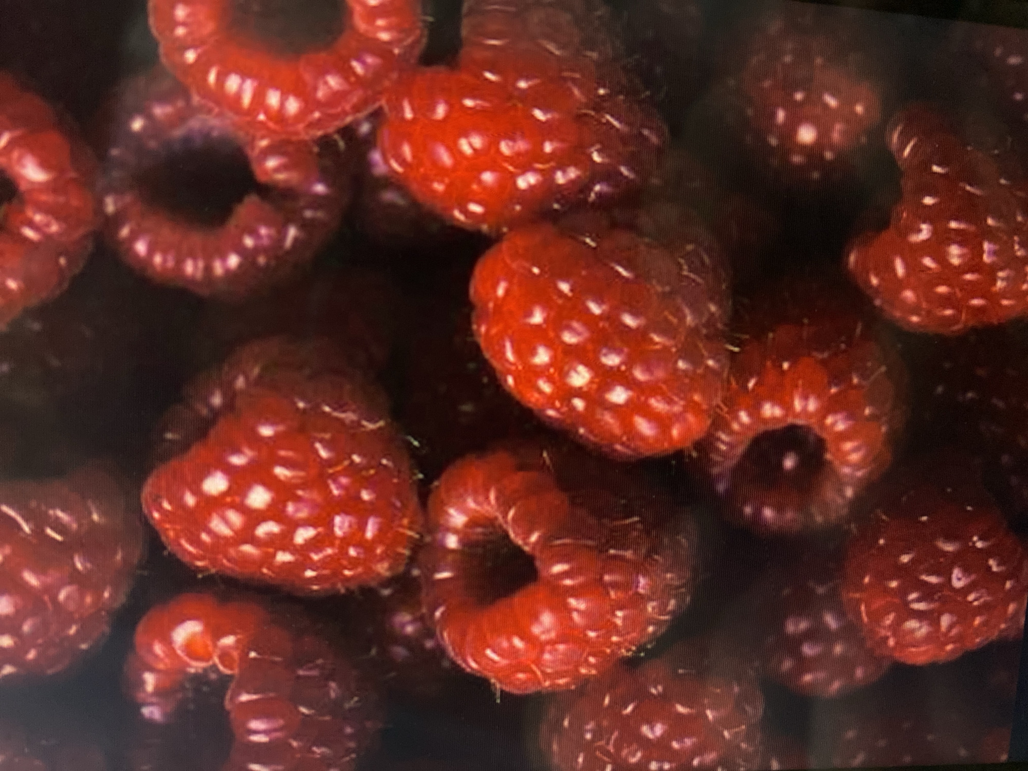 This media file is a close-up, overhead shot of a pile of ripe raspberries. The raspberries are a deep red color with a fuzzy texture and visible drupelets. Some of the raspberries are whole, while others appear to be broken or incomplete. The lighting is dramatic, with highlights and shadows emphasizing the contours of the fruit. The background is dark and out of focus, drawing the viewer's attention entirely to the raspberries. There is no text visible in the image. The scene is likely an indoor setting, possibly a kitchen or a studio, given the controlled lighting and focus on the food. No specific time of day or weather conditions are indicated. The activity taking place is simply the presentation of the raspberries, suggesting a focus on their texture and color.