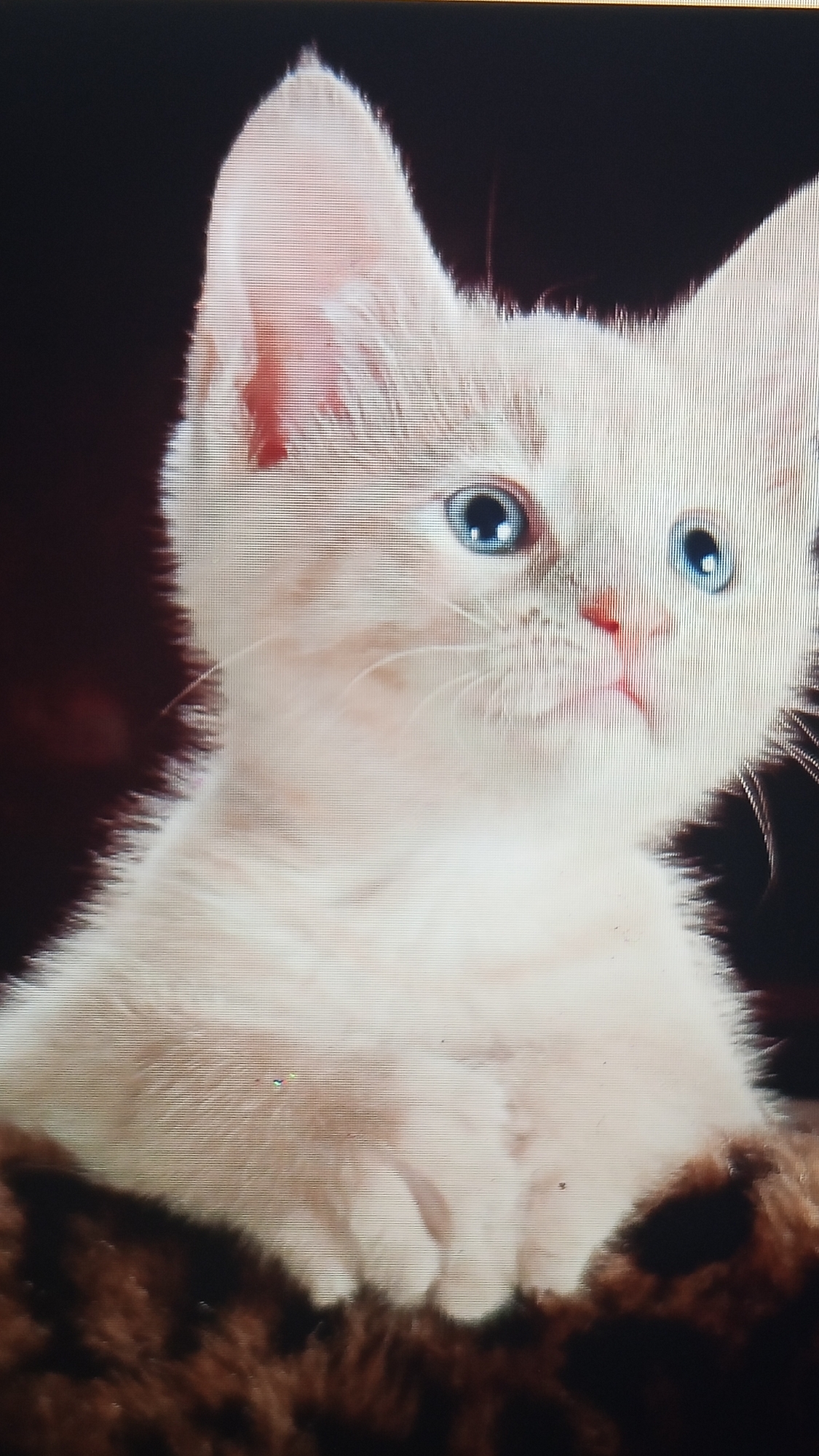 The image is a close-up, slightly pixelated photograph of a light-colored kitten with striking blue eyes. The kitten is positioned in the lower half of the frame, with its head tilted slightly upwards and to the right, looking off-camera. Its ears are large and pointed, with a hint of pink inside. Its fur appears soft and fluffy, transitioning from a creamy white on its face to a slightly darker shade on its body. The background is dark and indistinct, with a shadowy mass of dark brown, possibly fur or fabric, visible at the bottom, suggesting the kitten is resting on something textured. The lighting is soft, highlighting the kitten's features. The photograph does not depict any identifiable elements related to the city of Pelanjau Jaya, Indonesia.