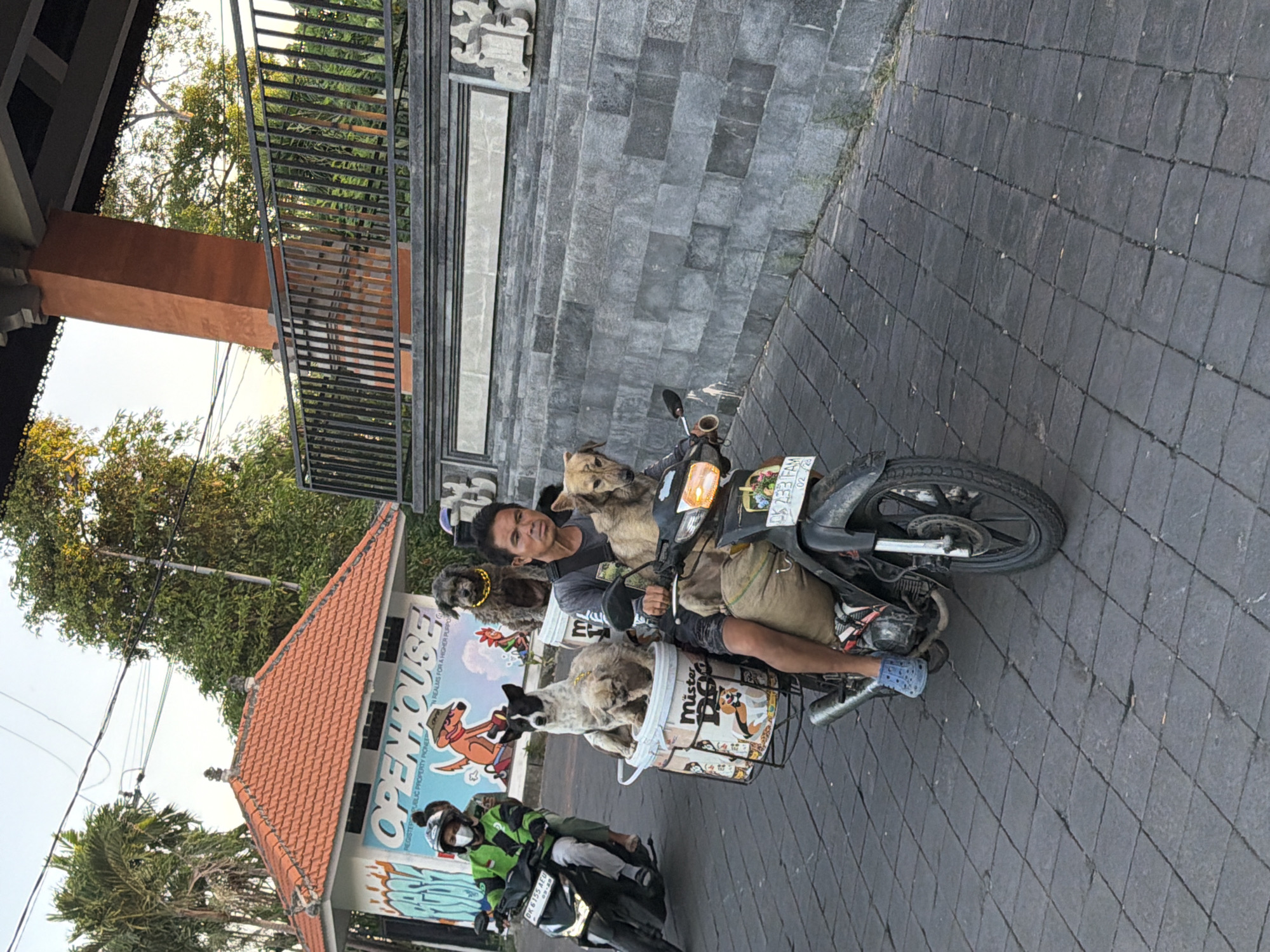A man is riding a motorcycle in the city of Mengwi, Indonesia, with four dogs on the motorcycle. The man is wearing a gray t-shirt and brown shorts and blue crocs. One dog is sitting in a bucket in front of the man. Another dog is sitting on the man's lap. A third dog is sitting behind the man. A fourth dog is sitting on the back of the motorcycle. The motorcycle is black and has a silver exhaust pipe. The man is riding on a paved road. In the background, there is a building with an orange roof. There are palm trees and other trees in the background. The sky is clear.