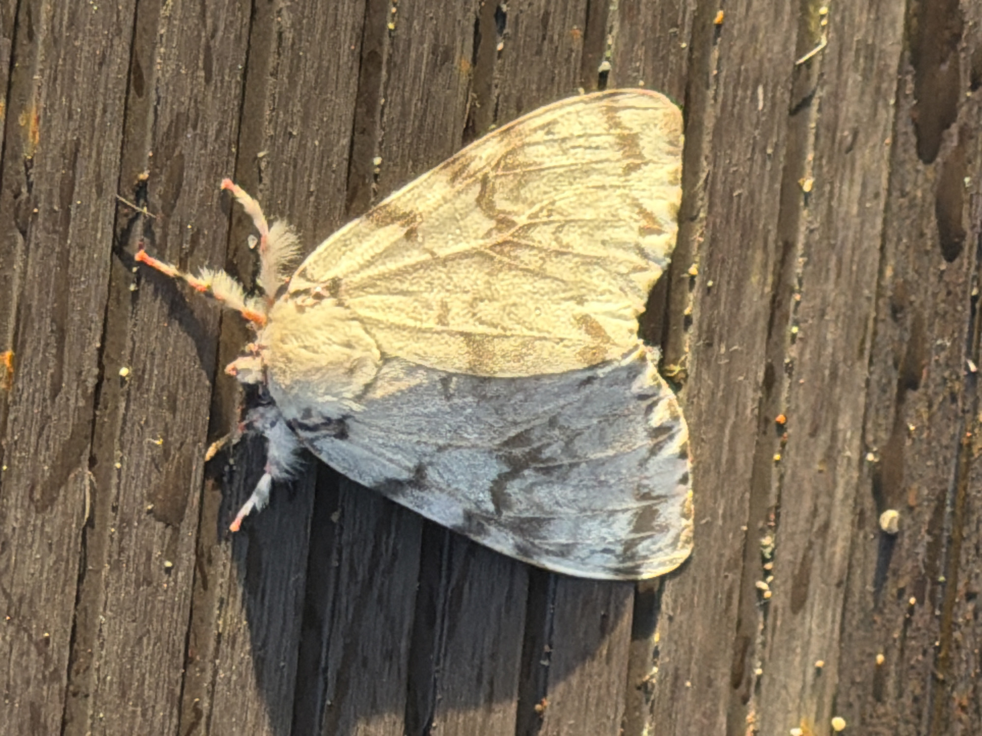 An overhead, close-up shot shows a moth resting on a weathered, dark brown wooden surface. The wood planks are oriented horizontally and show signs of age and texture. The moth, positioned in the center of the frame, displays a fuzzy, cream-colored thorax and head, with contrasting grey and brown markings on its wings. The left wing is predominantly grey with darker, irregular stripes, while the right wing is a lighter cream color with intricate brown vein-like patterns. The moth's antennae are visible, tipped with bright orange, and its legs, also tipped with orange, are extended. Small specks of debris, possibly sand or small pebbles, are scattered on the wooden surface around the moth. The lighting suggests it is daytime, with a shadow cast to the left of the moth. The background is solely composed of the wooden surface.