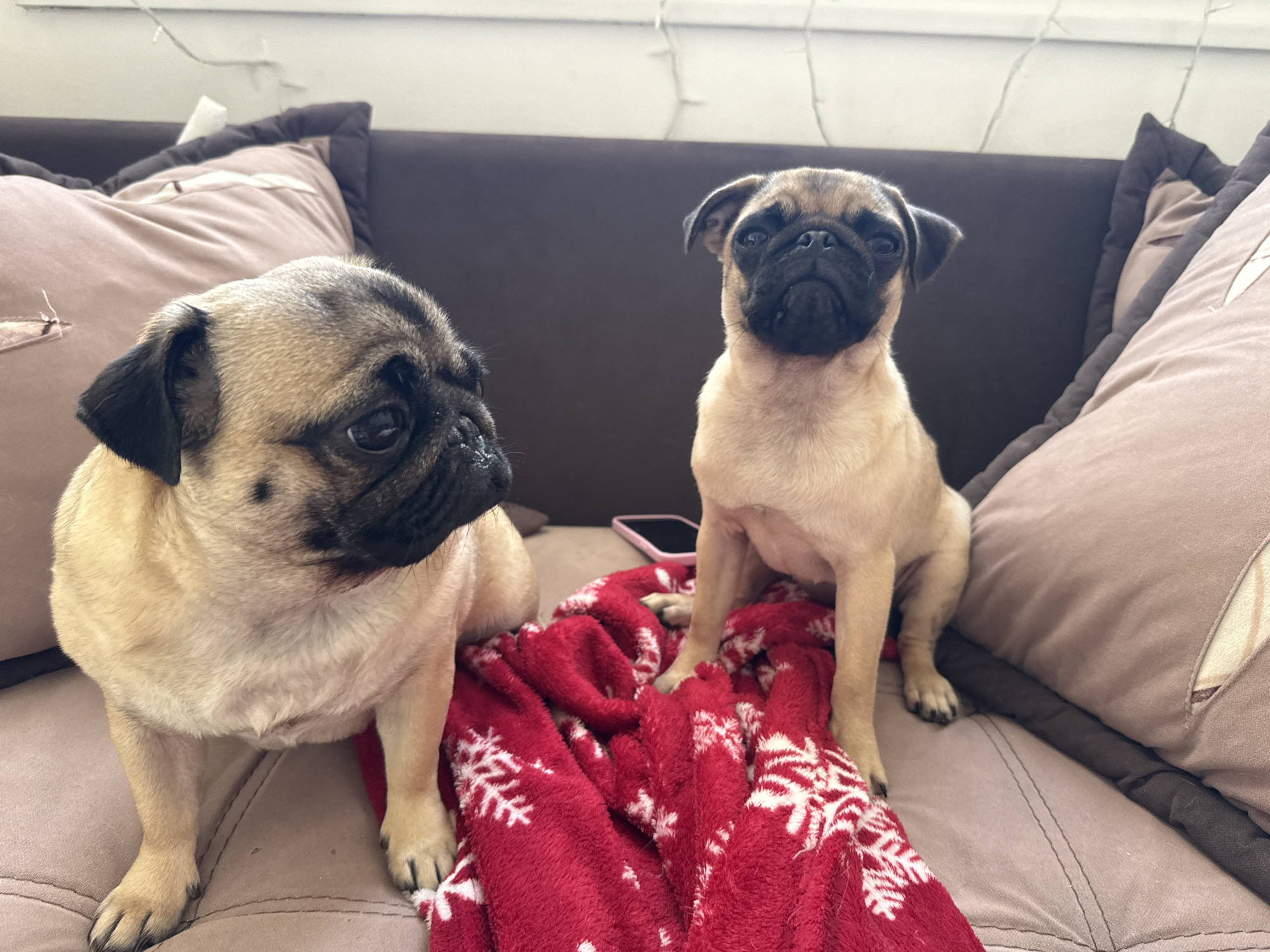 Two pugs are sitting on a brown couch next to a red blanket with white snowflakes. The pug on the left is looking to the left with its head tilted. The pug on the right is looking forward with its mouth slightly open. A pink phone is lying on the blanket. The couch has brown and beige pillows. The background is a white wall with some string lights.