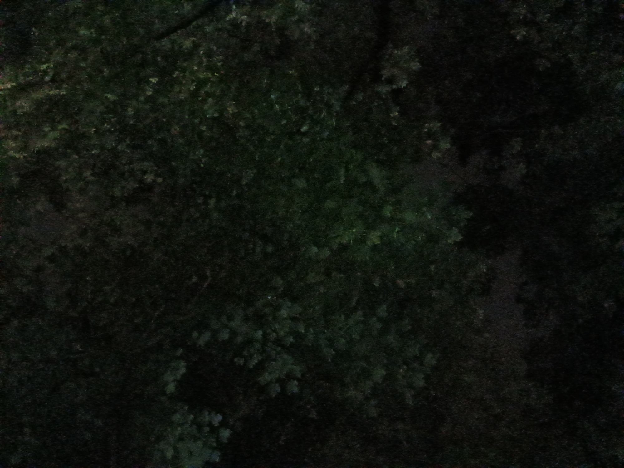 The image is a dark, low-light photograph of dense foliage, likely tree leaves, with some areas appearing slightly brighter due to faint illumination. The colors are predominantly dark greens and blacks, creating a shadowy and somewhat indistinct scene. There are no people, animals, or man-made objects clearly visible. The overall impression is of a natural environment, possibly a forest or park area, at night or in very low light conditions. The location of Gusar, Azerbaijan, is not visually discernible from the image content itself.