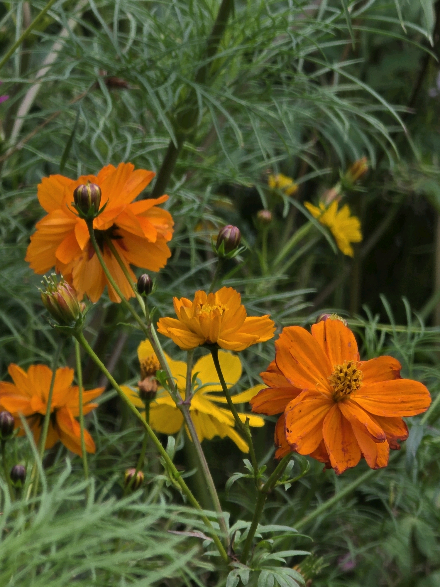 In the city of Речицы, Russia, a close-up, slightly blurry photograph captures a cluster of orange cosmos flowers blooming amidst their feathery green foliage. The foreground is dominated by two large, vibrant orange cosmos flowers. The flower on the right is in sharp focus, displaying its delicate, ruffled petals and a dark, textured center. Its stem is visible, with a small, dark bud to its left. To the left of this prominent flower, another orange cosmos is partially visible, its petals fanning out.
Further back and to the left, a larger orange cosmos flower with a closed bud at its apex is also in focus, showcasing its upward-facing bloom and a darker, striped bud. Several smaller, less distinct yellow cosmos flowers and buds are scattered throughout the mid-ground and background, adding pops of color to the predominantly green scene. The background consists of a dense arrangement of thin, wispy green leaves and stems, creating a soft, out-of-focus backdrop that emphasizes the flowers in the foreground. The overall impression is of a vibrant, natural setting, likely a garden or a wild patch of flowers. There are no people or animals visible in the image. The lighting suggests it may be a slightly overcast day or the flowers are in partial shade, as there are no harsh shadows.