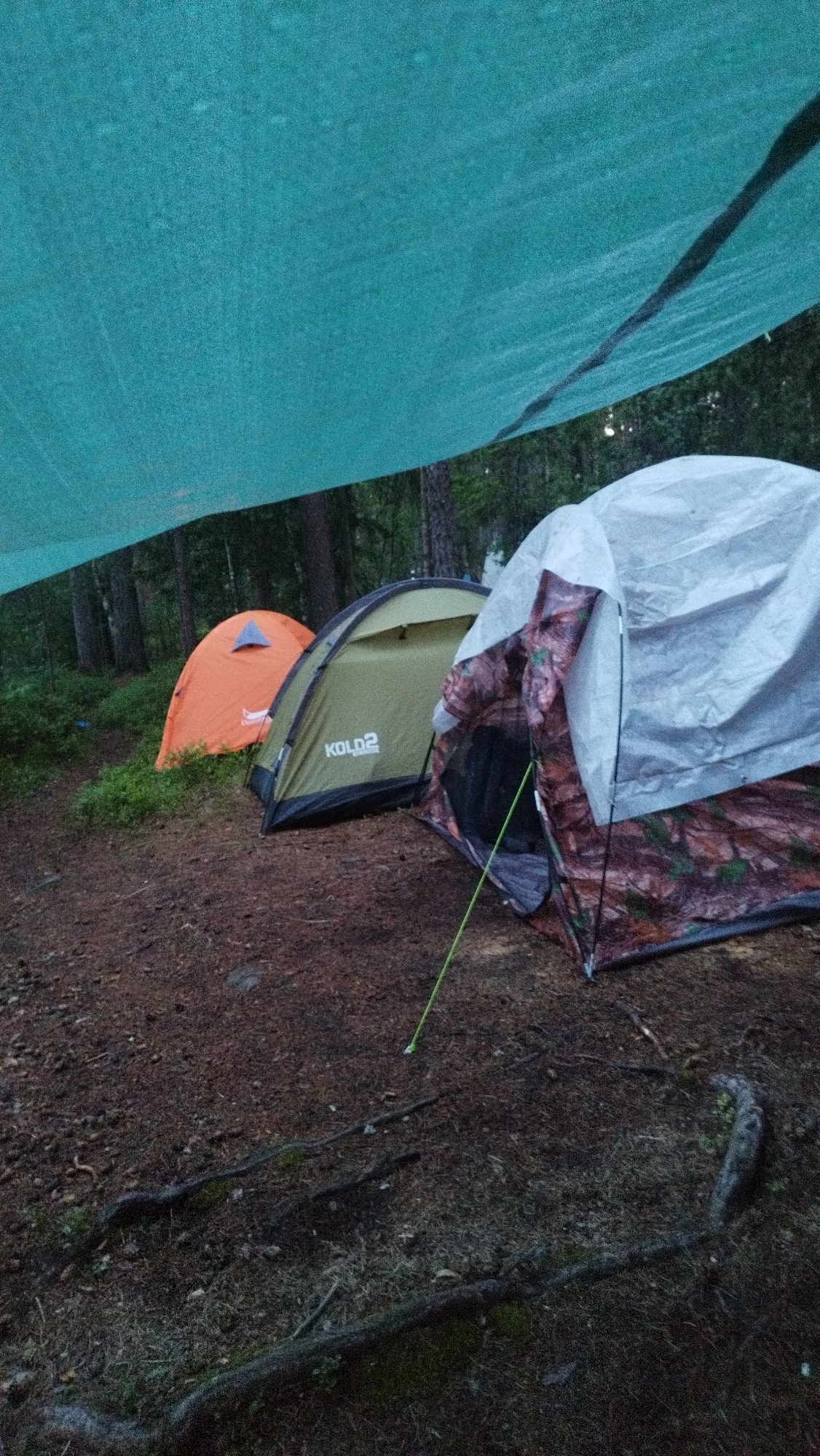 The image depicts a campsite with three tents set up in a wooded area. A large, teal-colored tarp is strung overhead, providing shelter. In the foreground, the ground is covered with pine needles and fallen branches, with some exposed roots. To the left, an orange tent is visible. In the center, a green tent with the logo "KOLD2" is set up. To the right, a tent with a camouflage pattern and a white tarp covering its entrance is partially visible. The environment suggests a natural, outdoor setting, likely a forest. There are no people visible in the image. The lighting suggests it is either dawn, dusk, or overcast conditions. The location is not specified as Tarasovskoe, Russia, or any other city in the image itself.