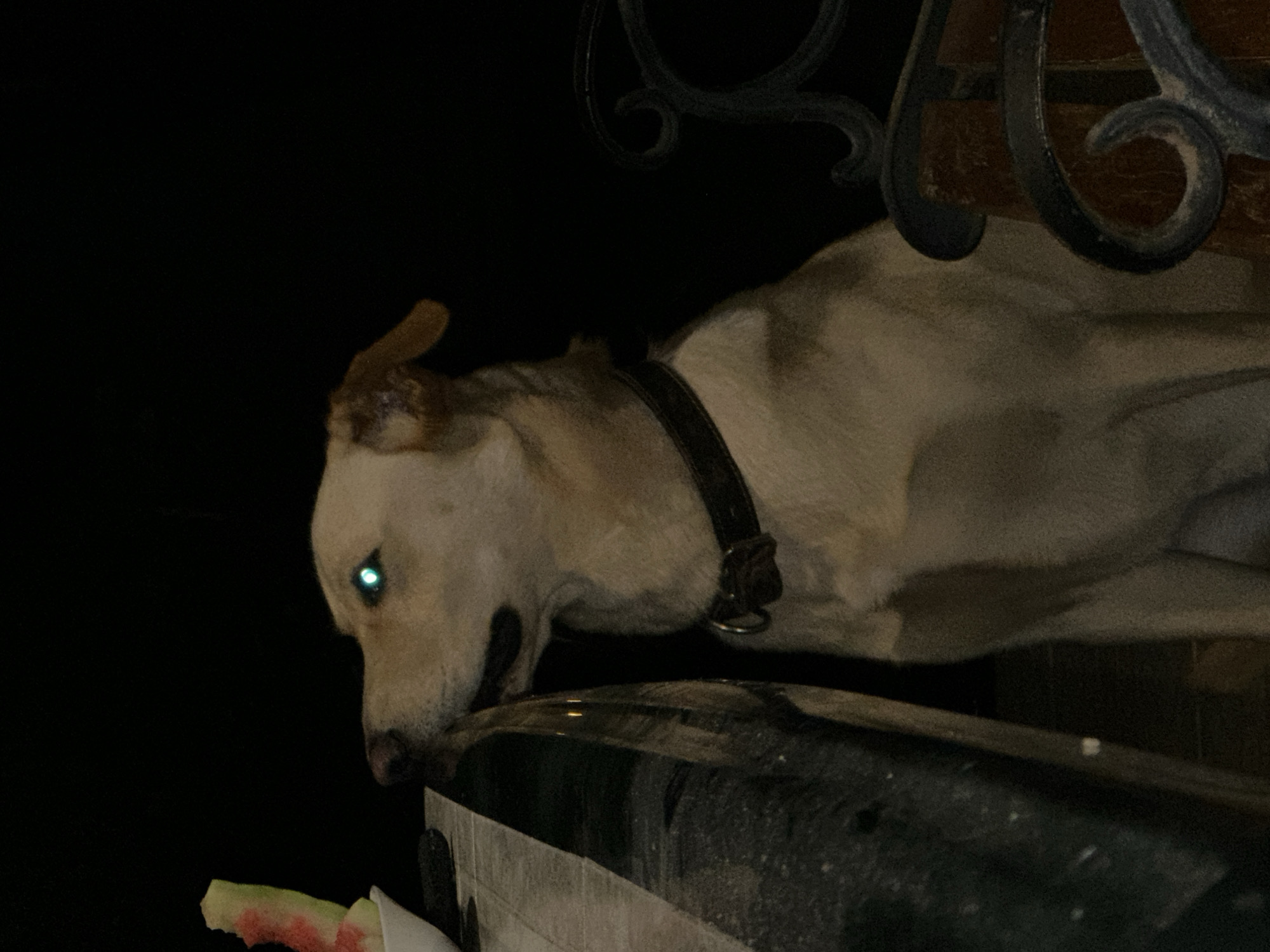 A light-colored dog with a green-tinted eye is in the foreground of a dark scene. The dog is wearing a dark collar. To the left of the dog, a bowl containing what appears to be a piece of watermelon is visible, situated on a table. The dog is looking to the left, towards the watermelon. The background is predominantly black, indicating a nighttime setting. There is decorative metalwork to the right of the dog. The scene appears to be outdoors, possibly on a patio or balcony.