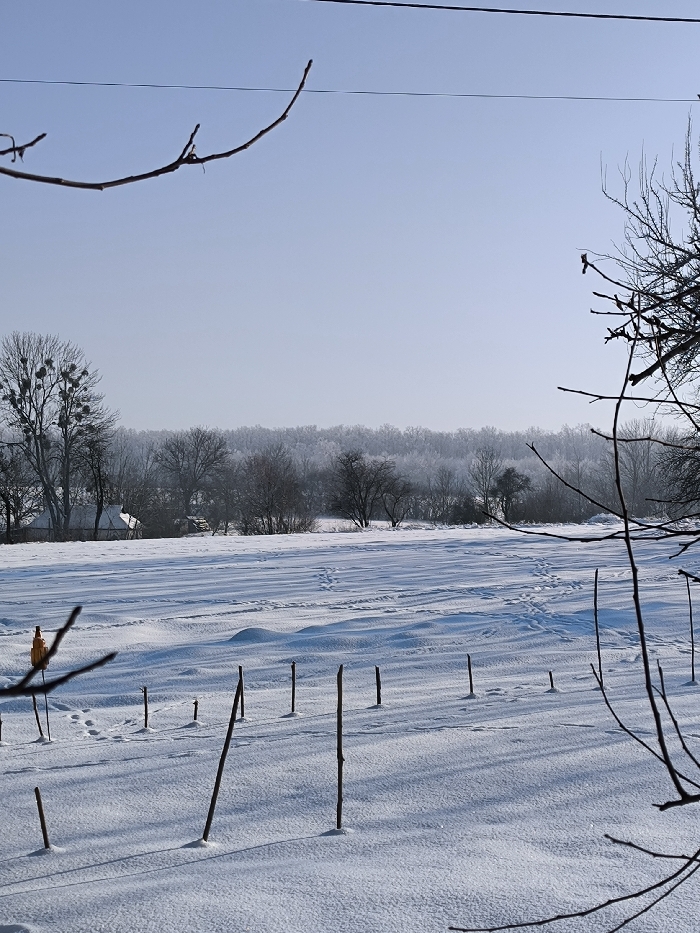 The image depicts a snow-covered rural landscape in Parkhomivka, Ukraine, under a clear, light blue sky. A single, thin, dark power line traverses the upper sky horizontally. In the foreground, out-of-focus bare tree branches frame the scene from the top and bottom left. The ground is uniformly covered in undisturbed white snow, exhibiting gentle undulations. Numerous thin, dark, vertical stakes, possibly indicating a cultivated field, protrude from the snow in the lower and mid-ground, casting long, distinct shadows towards the right, suggesting a low sun angle. Scattered animal tracks and human footprints are visible in the snow, extending into the mid-distance. A small, yellow, cylindrical object mounted on a stick is partially visible in the lower-left quadrant. In the mid-ground, a row of bare deciduous trees, some appearing frosted or misty, stretches horizontally across the image. A cluster of buildings, including one with a visible light-colored roof, is partially visible among the trees on the left side of the treeline. A prominent bare tree on the far left exhibits dense clumps of mistletoe in its upper branches. No individuals are present in the scene.