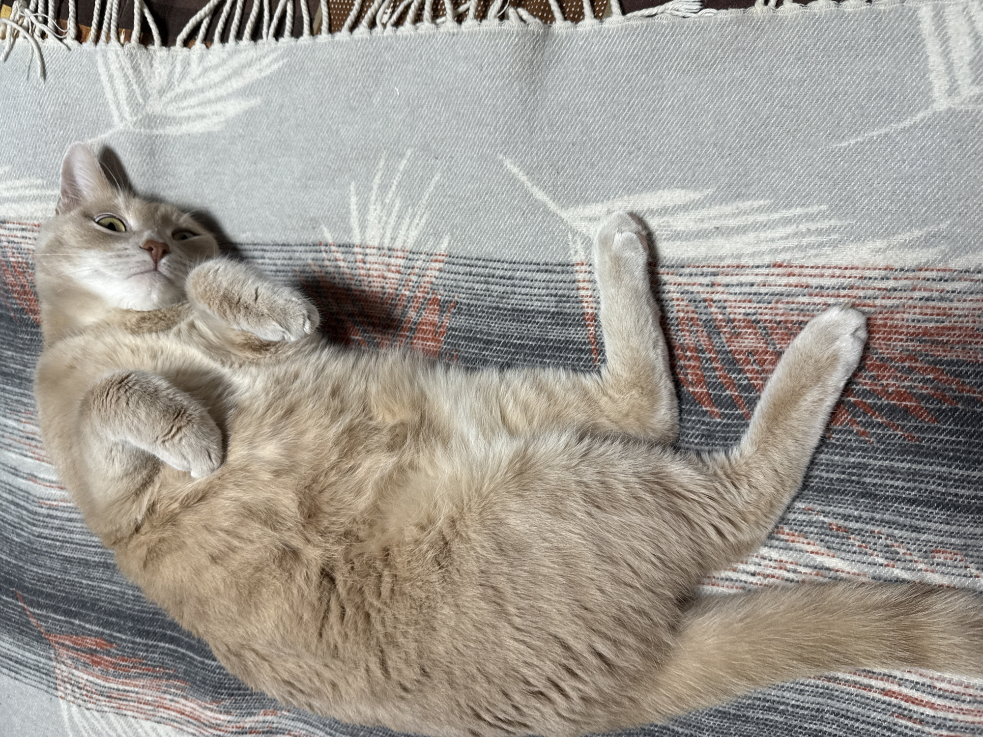 A light-colored cat is lying on its back on a patterned blanket, indoors in Chaikovsky, Russia. The cat has short, light beige or cream-colored fur with faint tabby markings around its face. Its front paws are curled inward, resting on its chest, while its hind legs are splayed slightly, paws visible. The cat's head is tilted slightly, and it is looking upwards and to the left with half-closed, yellow-green eyes, giving it a relaxed and somewhat sleepy or content expression.
The blanket underneath the cat features a light gray section at the top, transitioning into a pattern of dark gray, reddish-brown, and lighter gray stripes and abstract shapes. There are fringes visible at the very top edge of the blanket, suggesting it's a throw or a similar textile. The lighting appears to be natural, possibly daylight, casting subtle shadows and highlighting the cat's fur. No text is visible in the image. The scene conveys a sense of comfort and domestic tranquility.